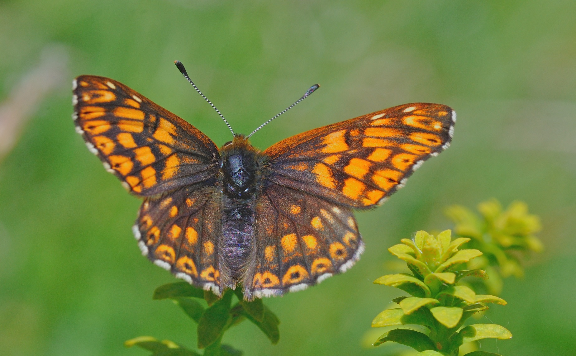 photo B054599, © Adriaan van Os, Corsavy 31-05-2019, altitude 1350 m, ♂ Hamearis lucina