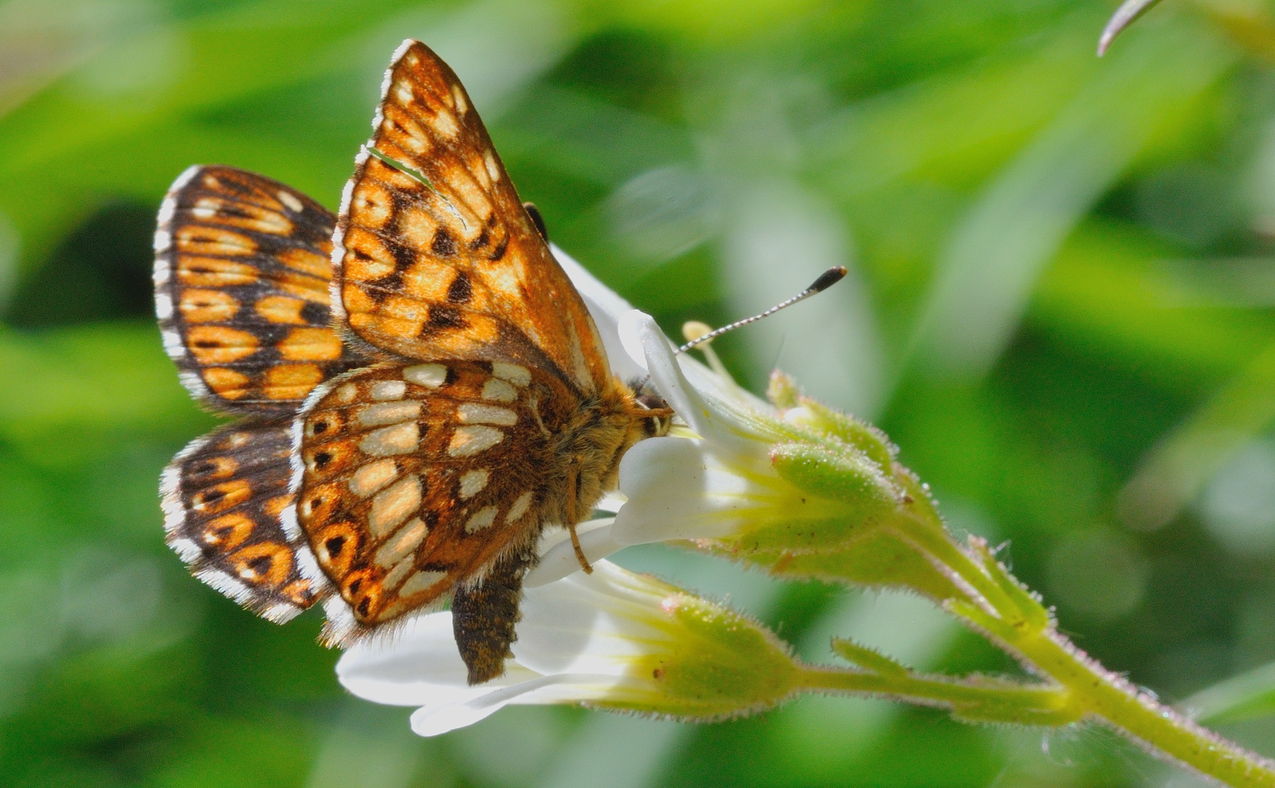 Foto B054616, © Adriaan van Os, Corsavy 31-05-2019, Hhe 1350 m, ♀ Hamearis lucina