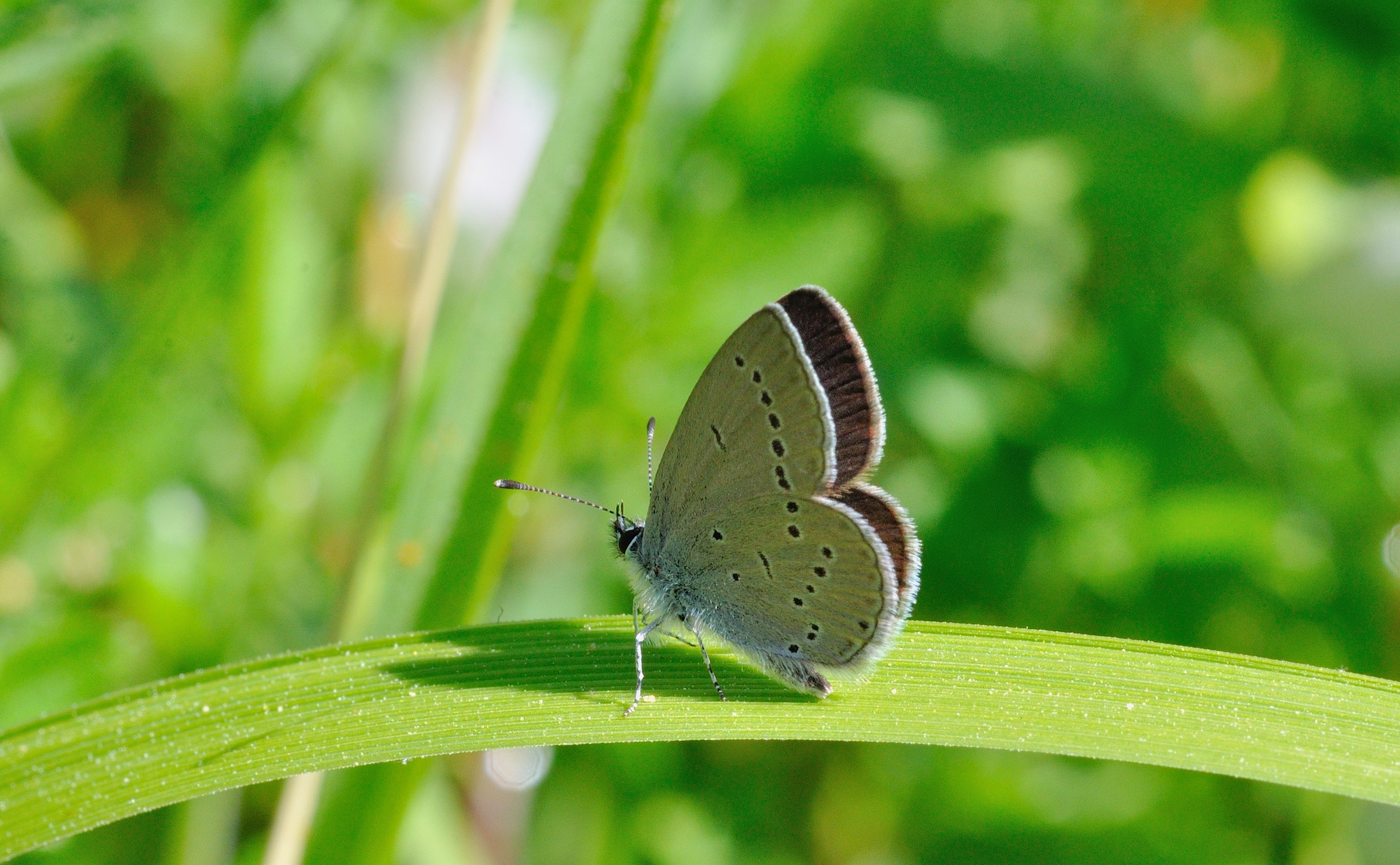 Foto B054828, © Adriaan van Os, Corsavy 02-06-2019, ♀ Cupido minimus