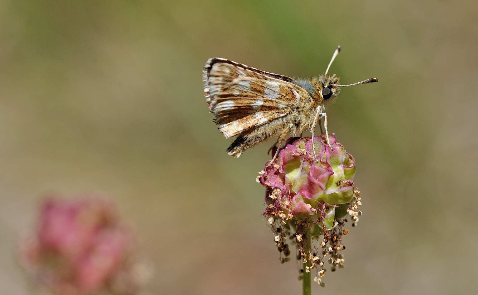 Foto B054857, © Adriaan van Os, Corsavy 02-06-2019, ♂ Spialia sertorius