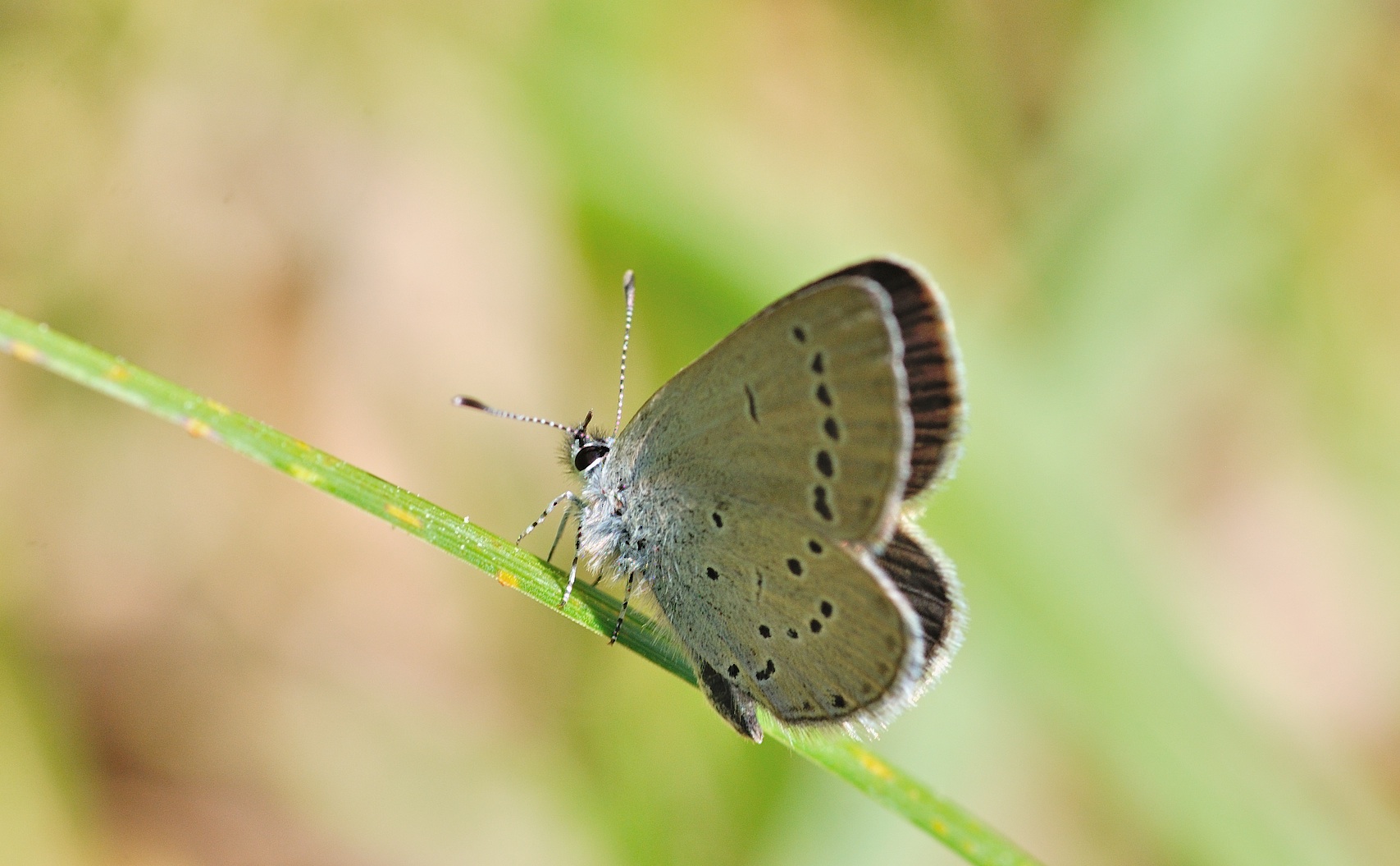 foto B054869, © Adriaan van Os, Corsavy 02-06-2019, ♂ Cupido minimus