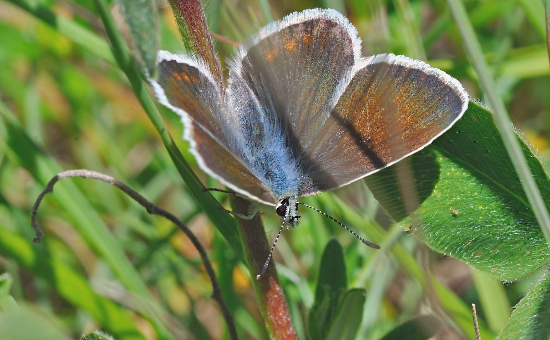 photo B055157, © Adriaan van Os, Corsavy 08-06-2019, altitude 1350 m, ♀ Polyommatus dorylas