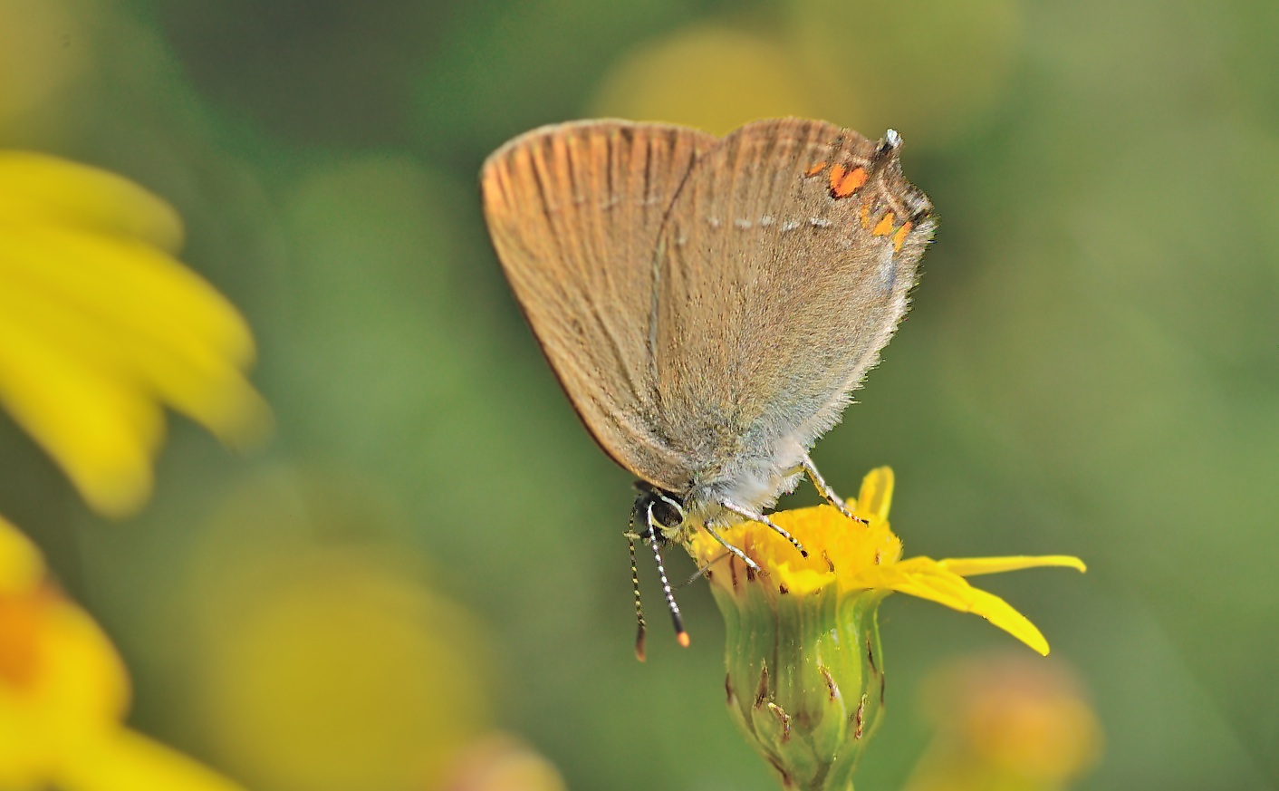 foto B055673, © Adriaan van Os, Corsavy 19-06-2019, hoogte 750 m, Satyrium acaciae