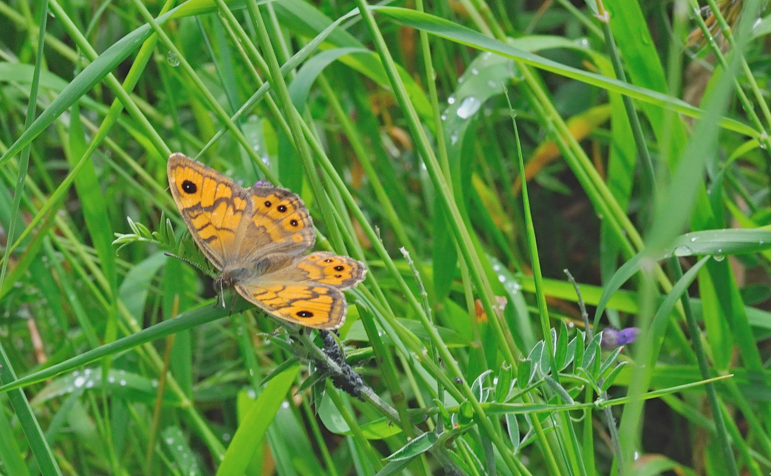 Foto B055879, © Adriaan van Os, Corsavy 21-06-2019, H�he 750 m, ♀ Lasiommata megera