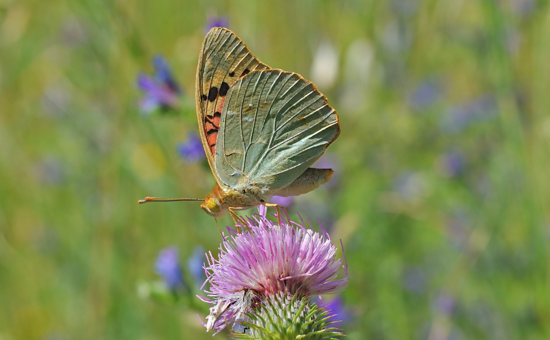 photo B056175, © Adriaan van Os, Corsavy 26-06-2019, altitude 750 m, ♂ Argynnis pandora