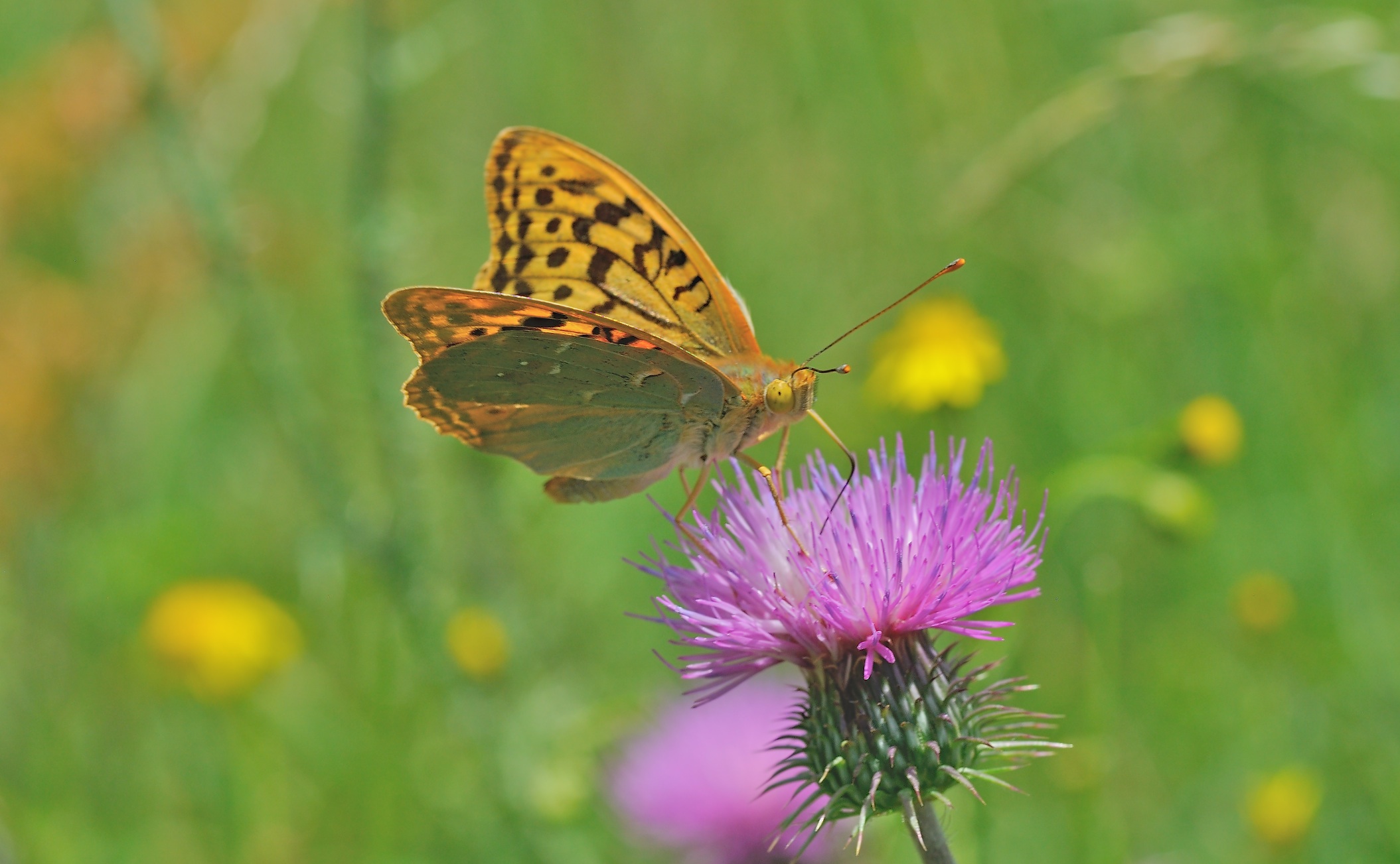 foto B056181, © Adriaan van Os, Corsavy 26-06-2019, altitud 750 m, ♂ Argynnis pandora