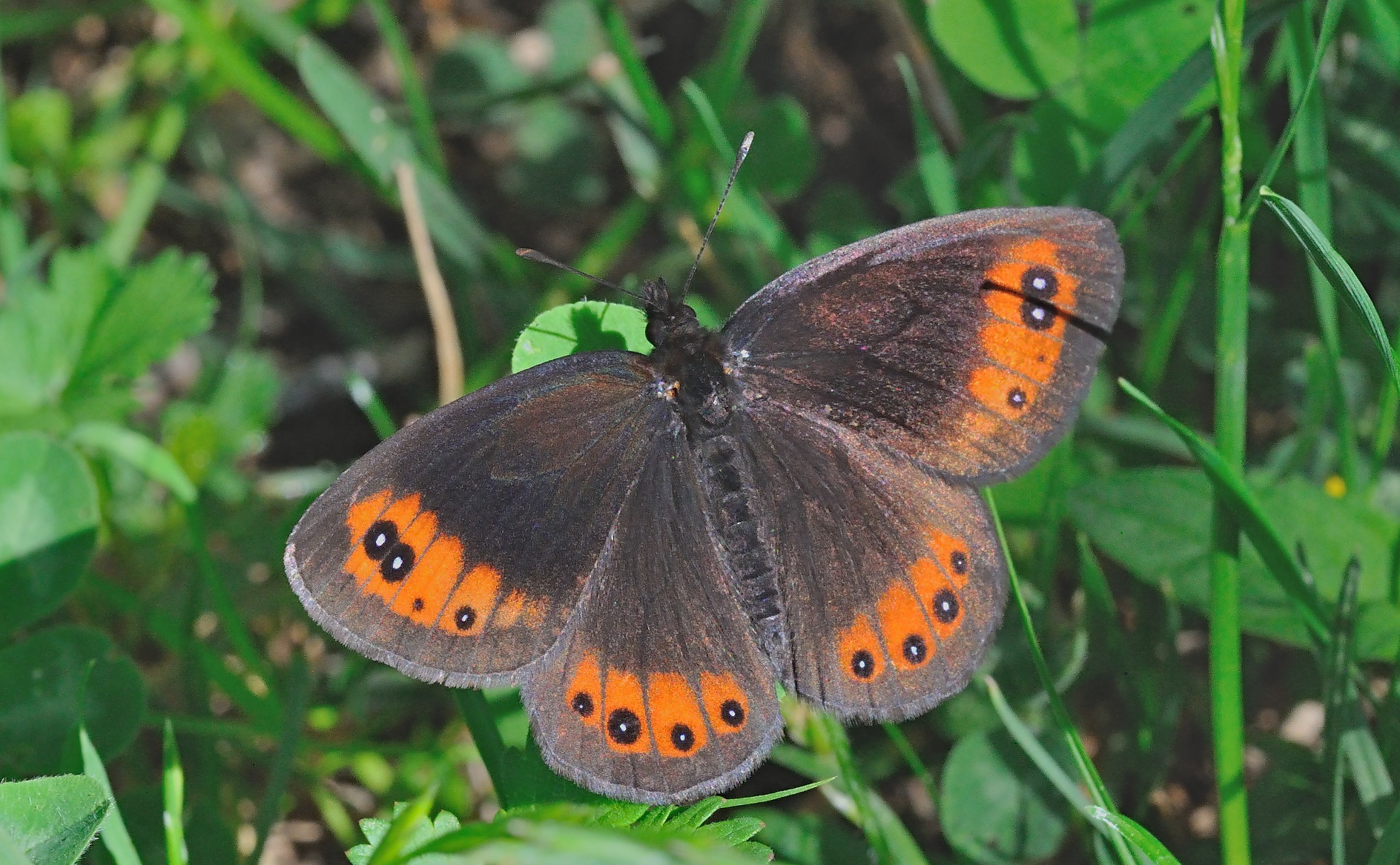 photo B056336, © Adriaan van Os, Corsavy 28-06-2019, altitudo 1100 m, Erebia meolans