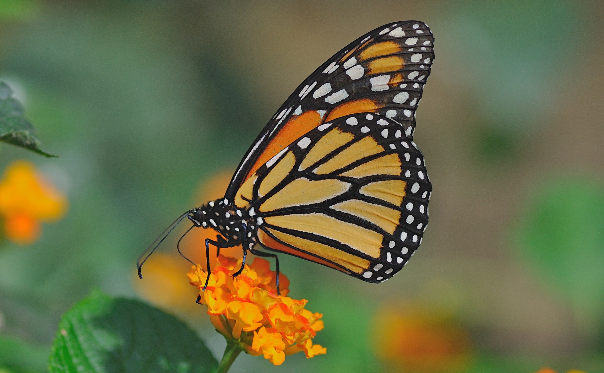 foto B056700, © Adriaan van Os, Castell� d� Emp�ries (Butterfly Park Empuriabrava) 04-07-2019, Danaus plexippus