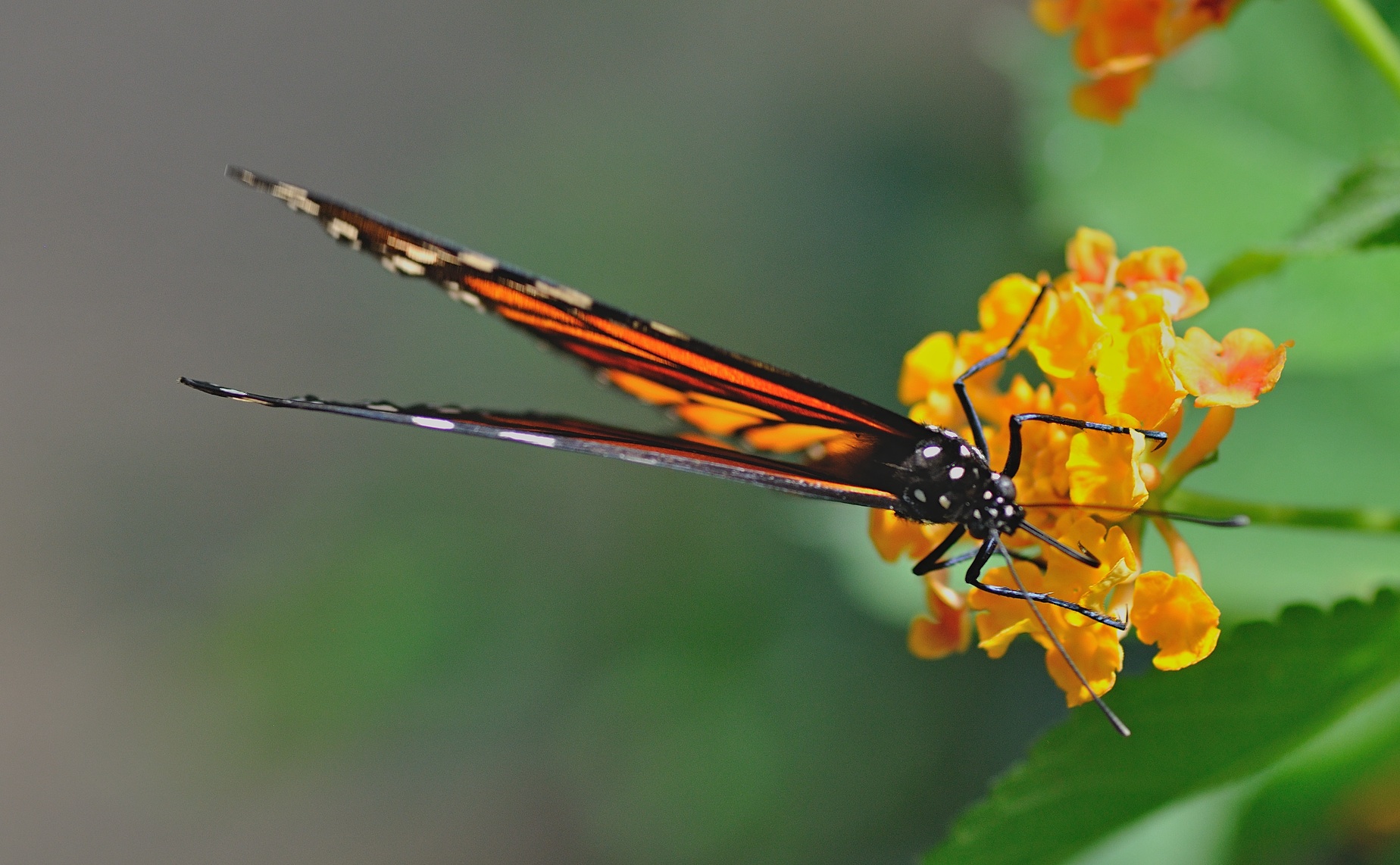 foto B056724, © Adriaan van Os, Castell� d� Emp�ries (Butterfly Park Empuriabrava) 04-07-2019, Danaus plexippus