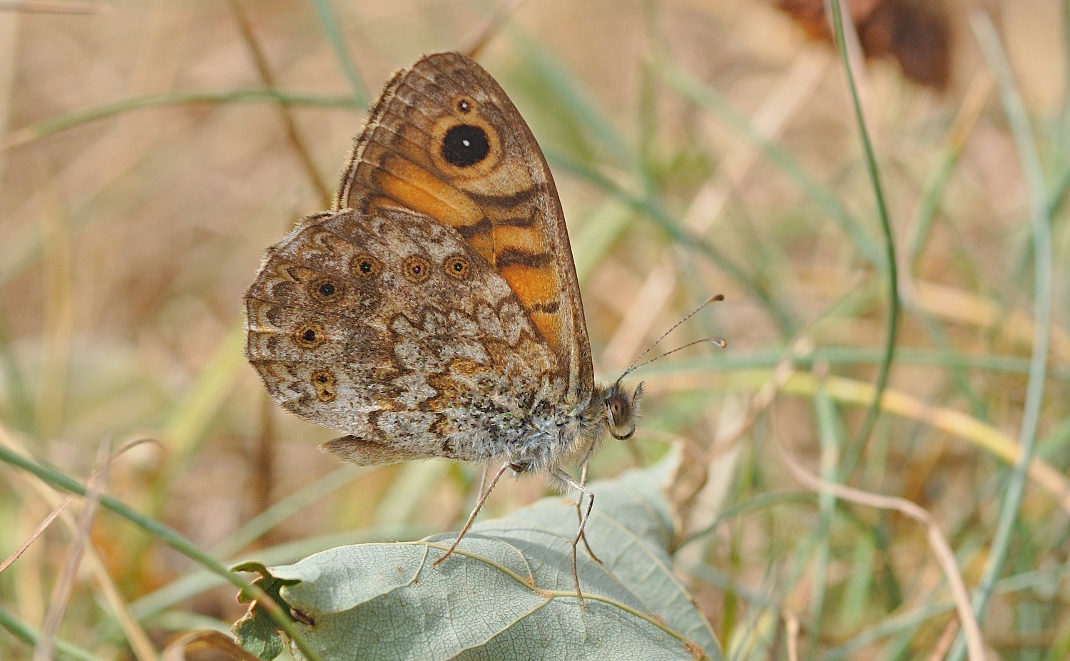 photo B057317, © Adriaan van Os, Corsavy 17-07-2019, altitude 800 m, ♂ Lasiommata megera