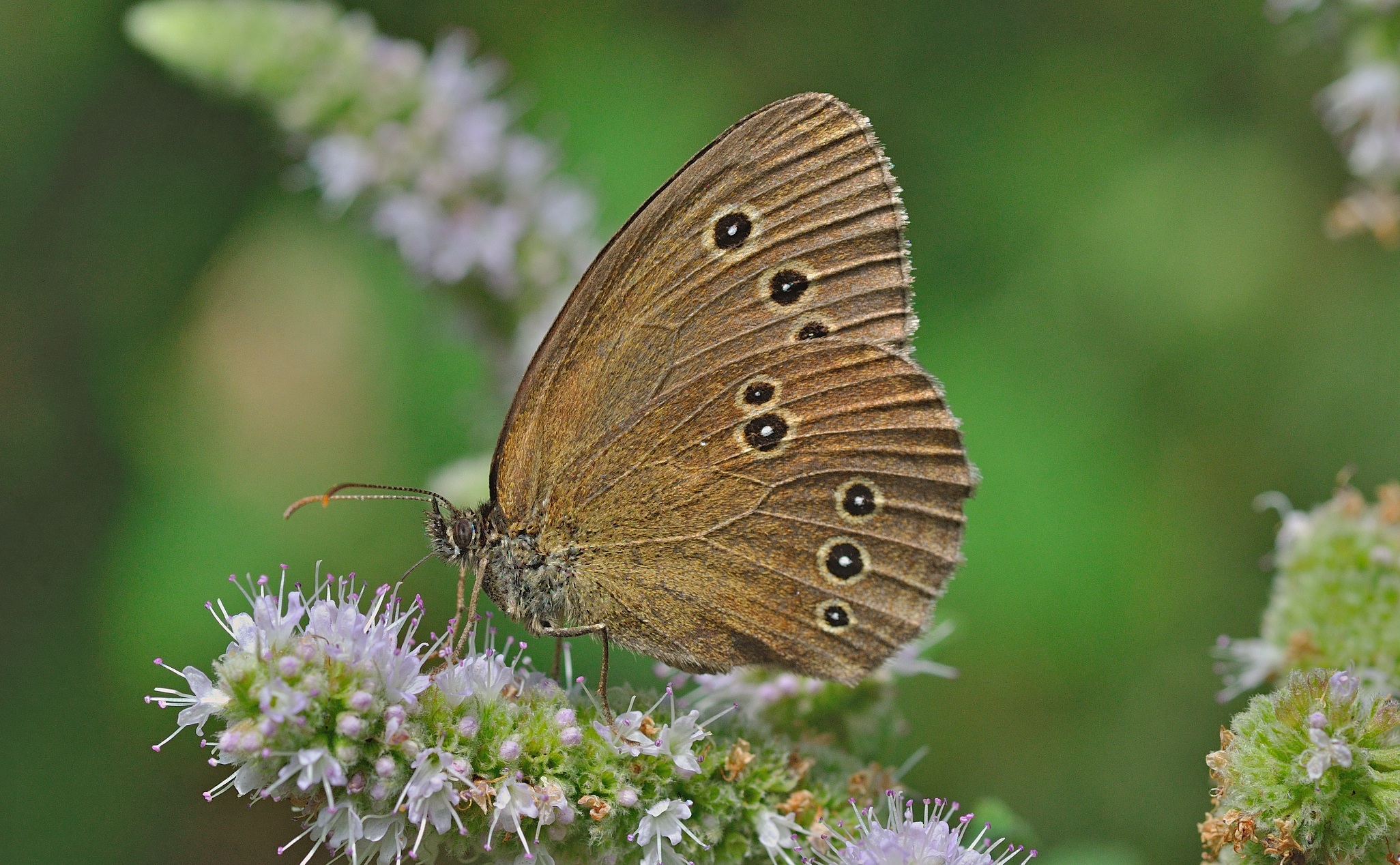 photo B057692, © Adriaan van Os, Corsavy 26-07-2019, altitude 800 m, ♂ Aphantopus hyperantus