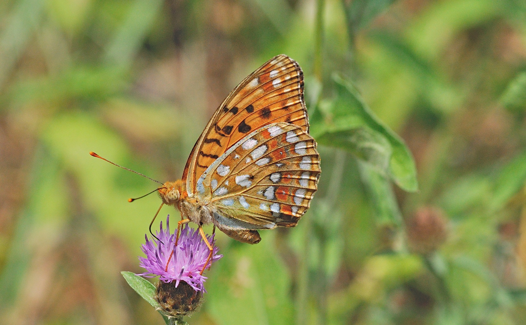 foto B057950, © Adriaan van Os, Montferrer 26-07-2019, altitud 800 m, ♂ Argynnis adippe