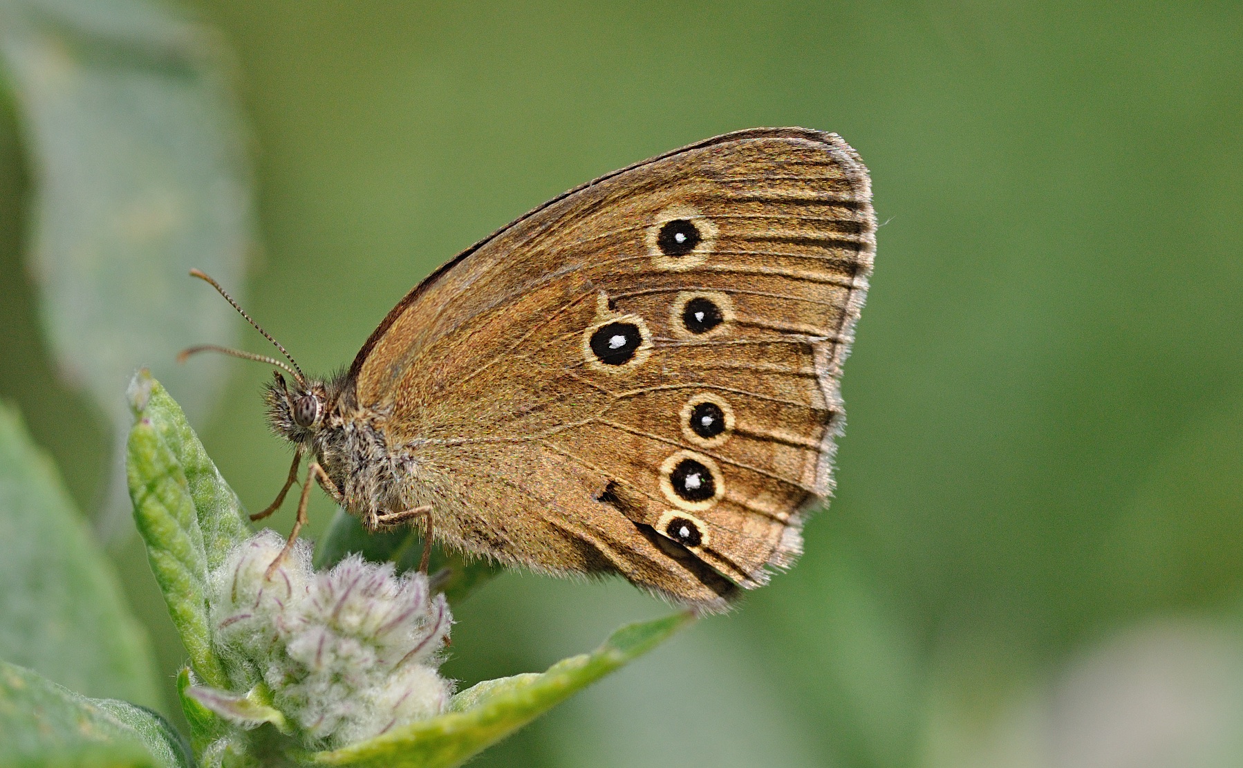 photo B058292, © Adriaan van Os, Corsavy 02-08-2019, altitude 1350 m, ♀ Aphantopus hyperantus, endommag