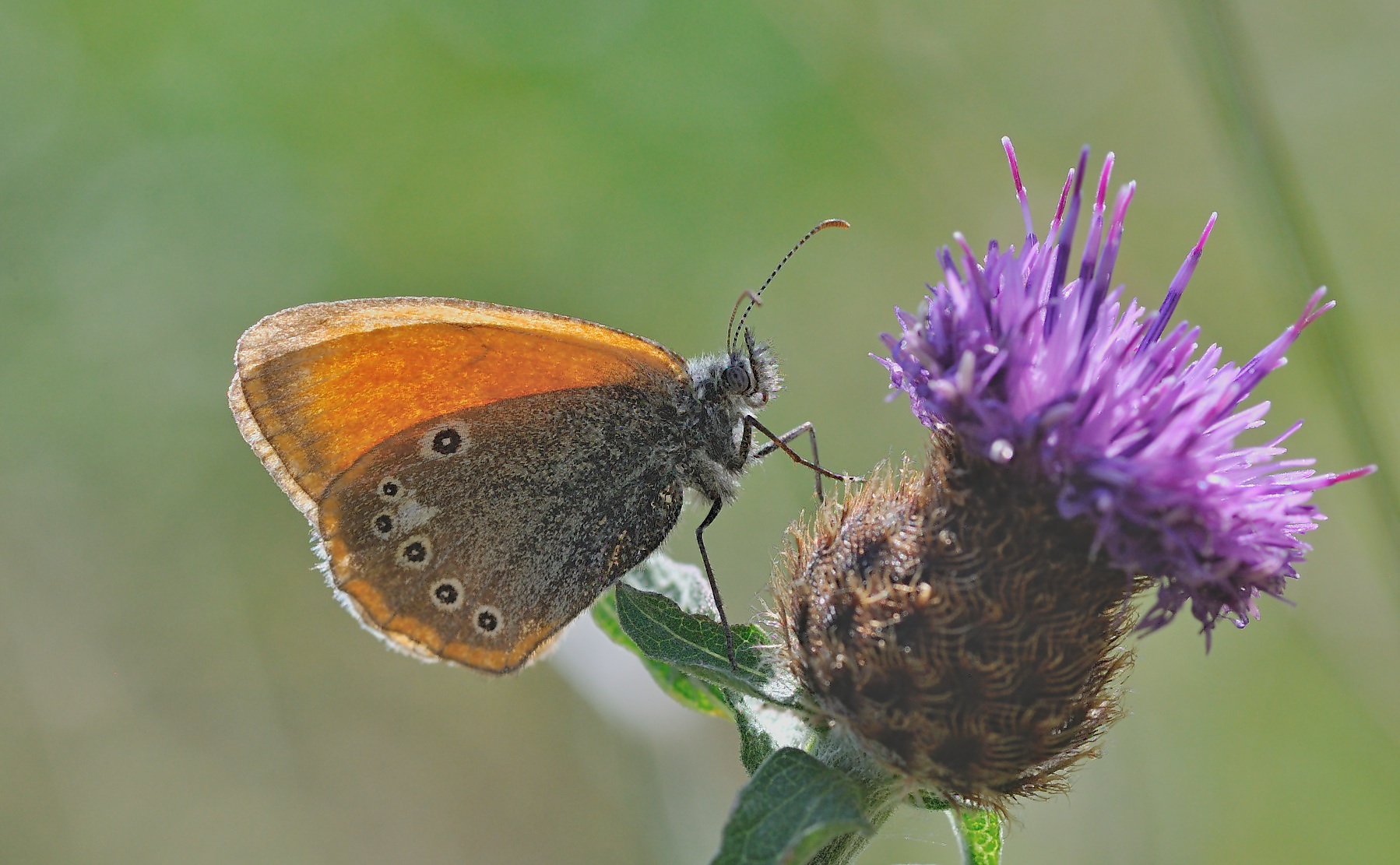 foto B058372, © Adriaan van Os, Corsavy 02-08-2019, altitud 1350 m, Coenonympha glycerion