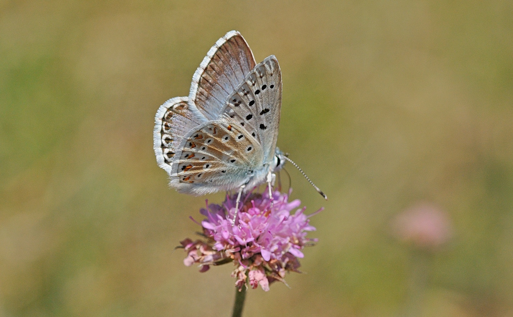 foto B058410, © Adriaan van Os, Corsavy 02-08-2019, hoogte 1350 m, ♂ Polyommatus coridon