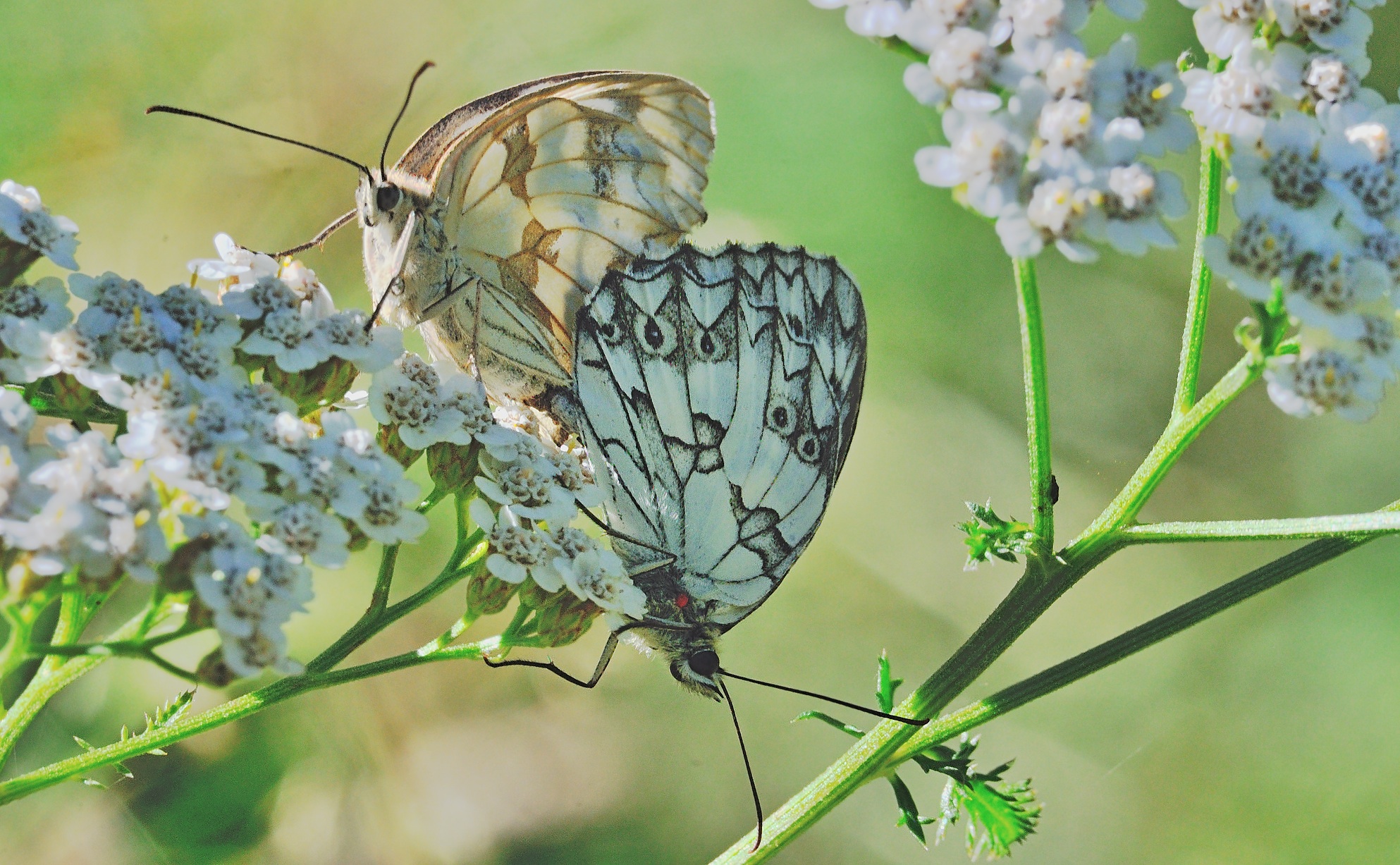 foto B059911, © Adriaan van Os, Corsavy 03-08-2020, hoogte 1350 m, Melanargia lachesis, paring