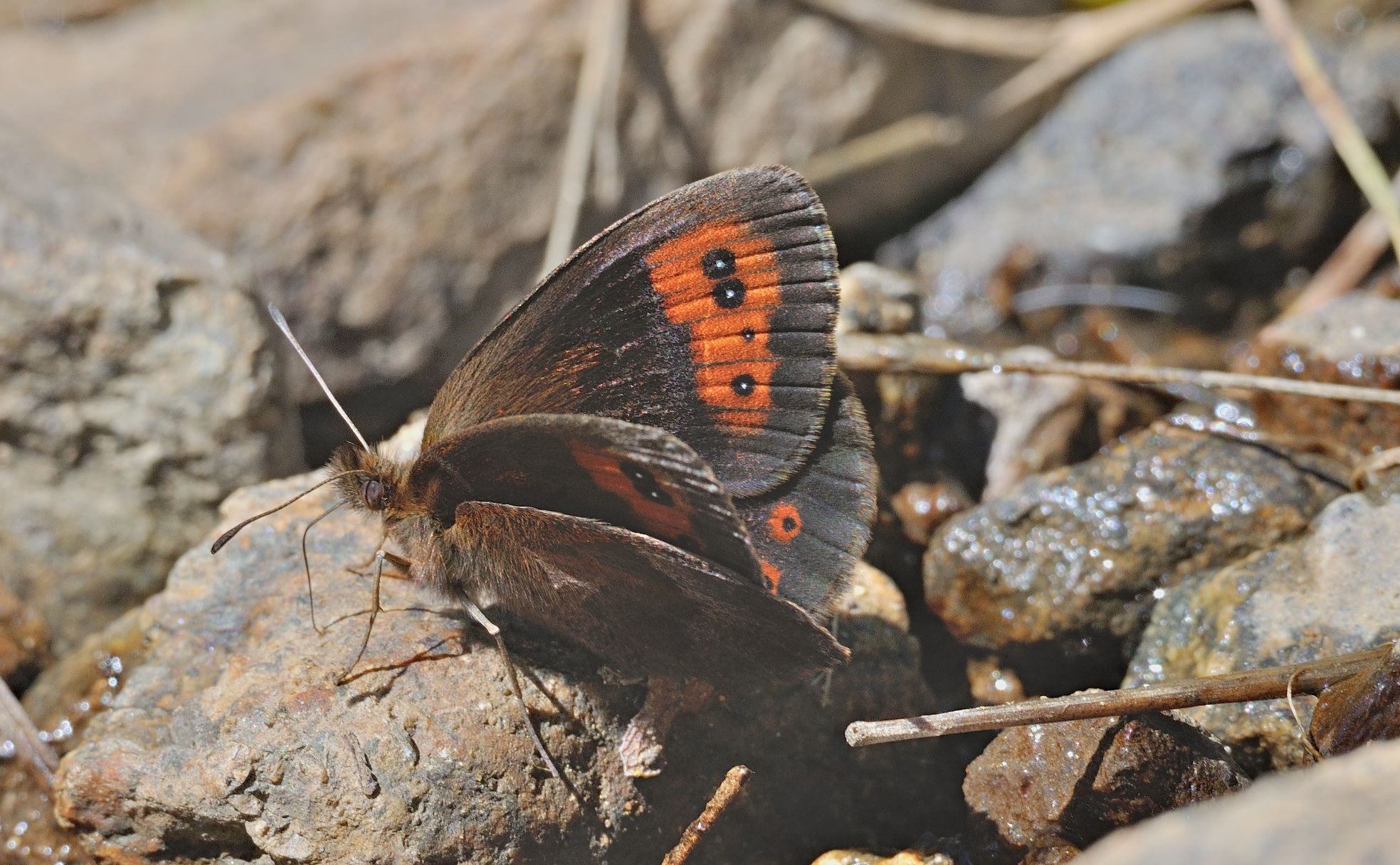 foto B060383, © Adriaan van Os, Corsavy 04-09-2020, altitud 1400 m, ♂ Erebia neoridas