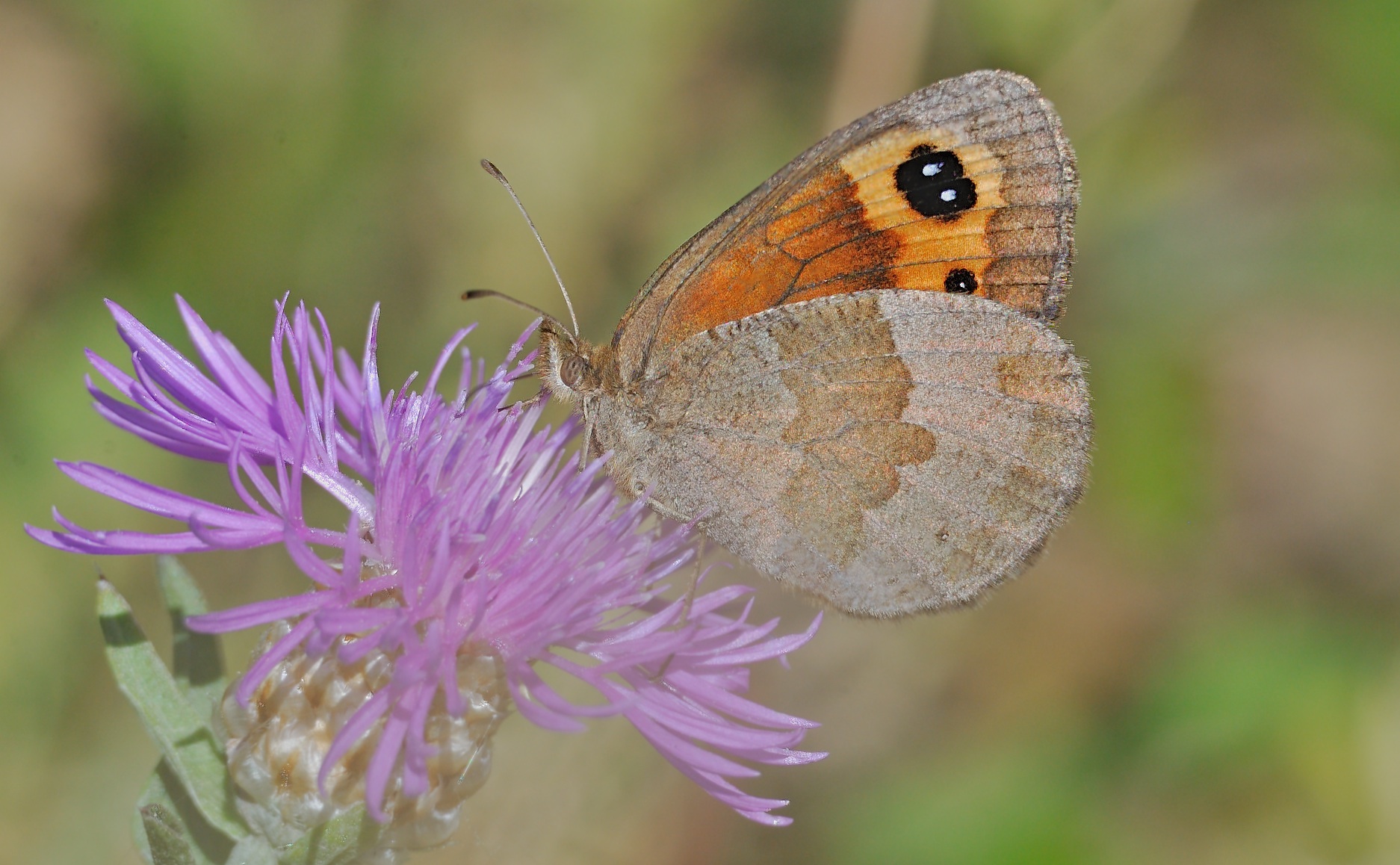 Foto B060734, © Adriaan van Os, Py 14-09-2020, Hhe 1385 m, ♀ Erebia neoridas