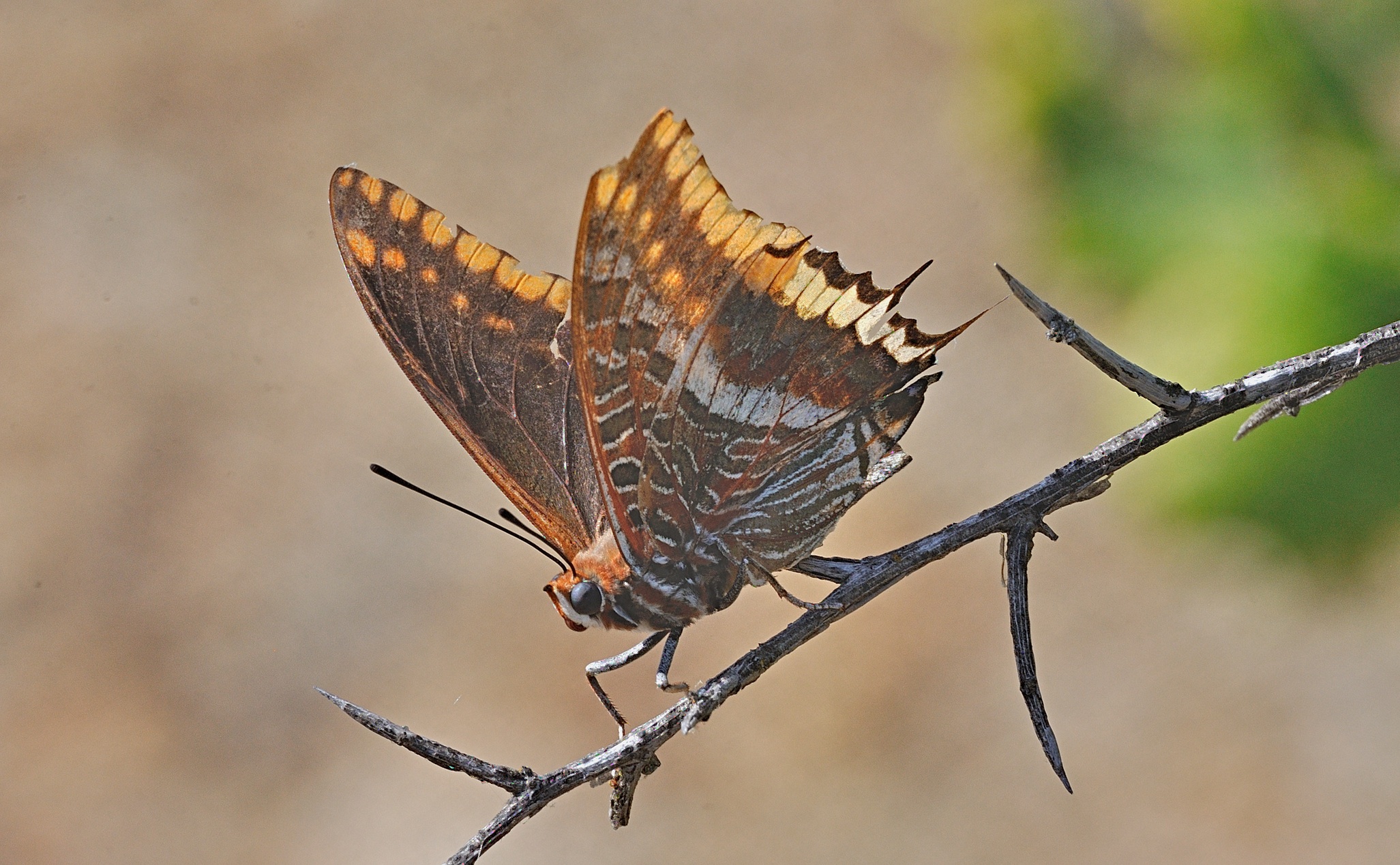 photo B061144, © Adriaan van Os, Montauriol 08-10-2020, altitude 250 m, ♂ Charaxes jasius, damaged