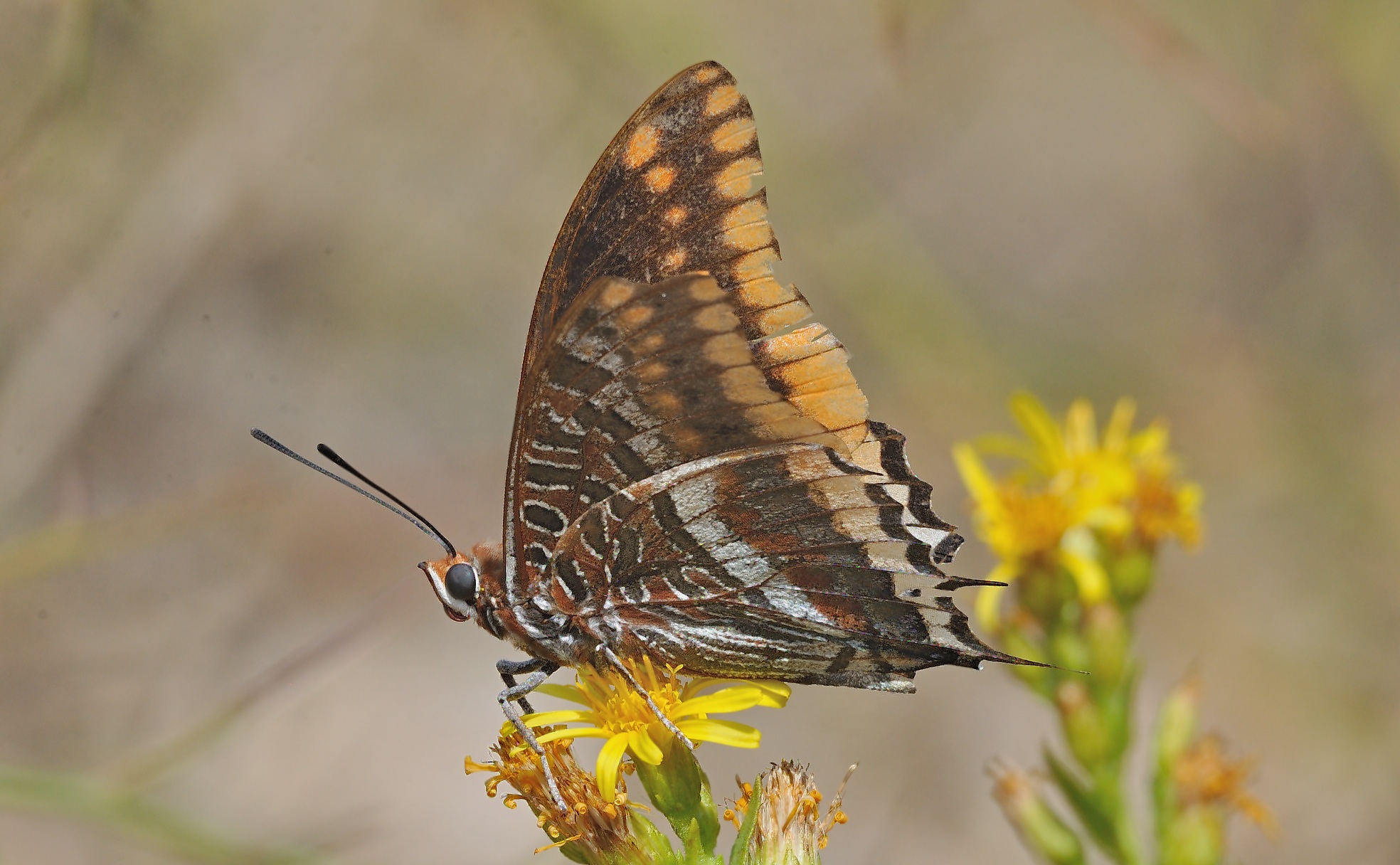 photo B061216, © Adriaan van Os, Montauriol 08-10-2020, altitude 250 m, ♂ Charaxes jasius, damaged