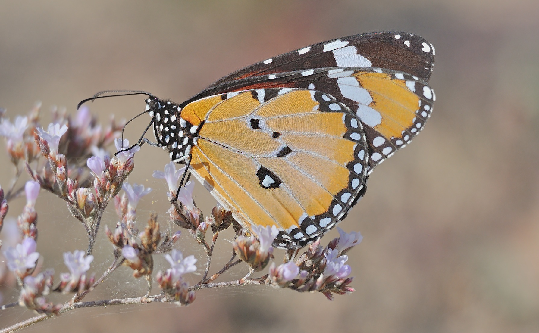 Foto B061511, © Adriaan van Os, San Felipe Neri 17-10-2020, ♂ Danaus chrysippus