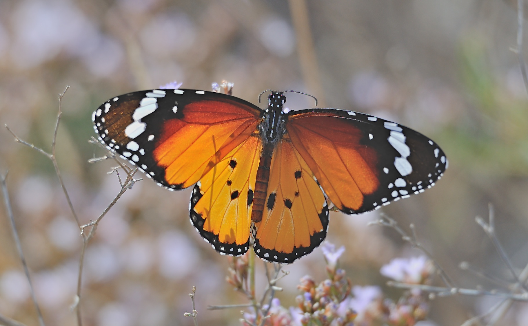 photo B061671, © Adriaan van Os, San Felipe Neri 17-10-2020, ♂ Danaus chrysippus