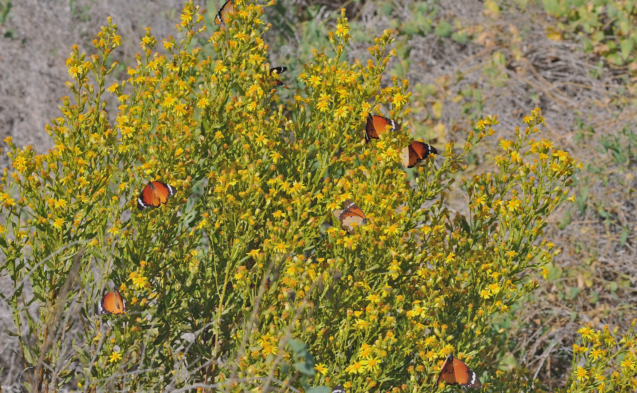 foto B061694, © Adriaan van Os, San Felipe Neri 17-10-2020, Danaus chrysippus