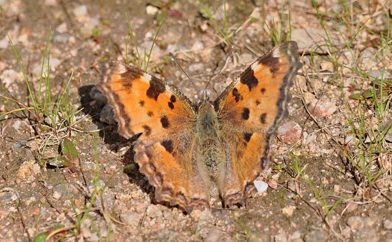 foto B067467, © Adriaan van Os, Maanet de Cabrenys 08-04-2022, hoogte 400 m, Nymphalis polychloros