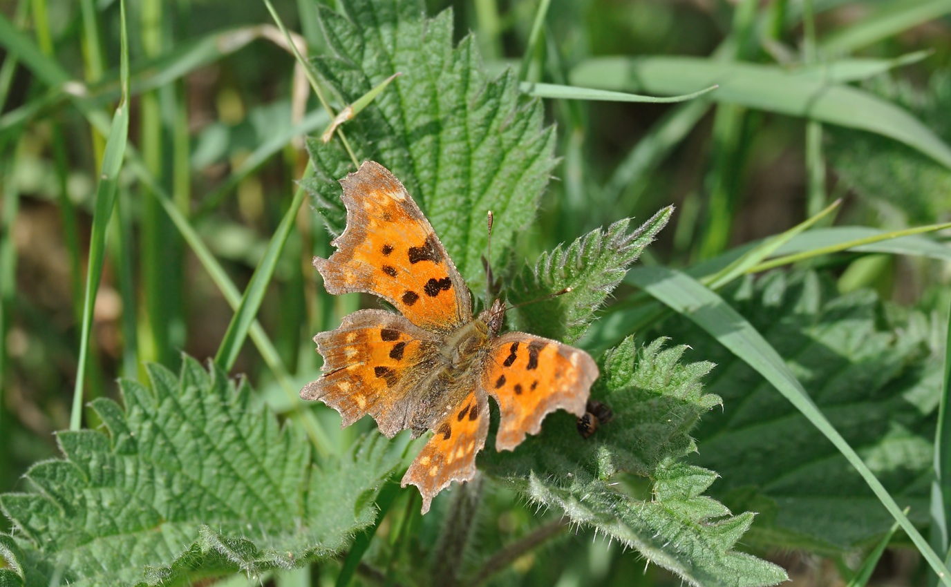 photo B067743, © Adriaan van Os, Coustouges 28-04-2022, altitudo 820 m, Polygonia c-album