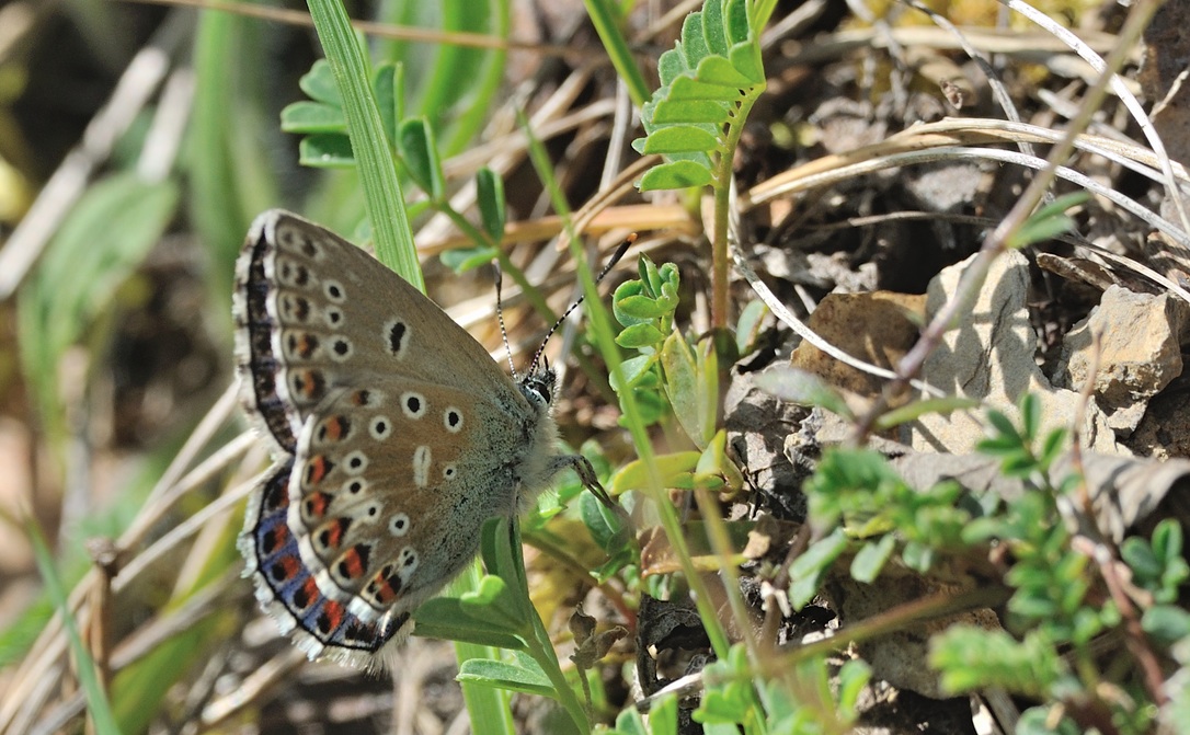 photo B067761, © Adriaan van Os, Coustouges 29-04-2022, altitude 800 m, Polyommatus bellargus