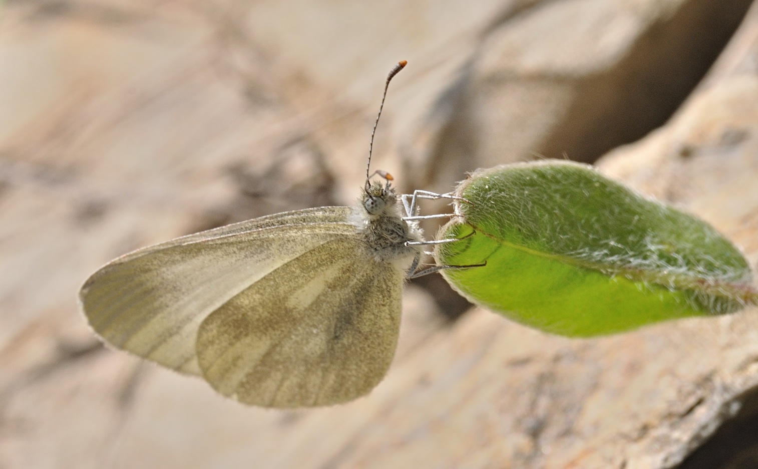 foto B067815, © Adriaan van Os, Coustouges 29-04-2022, altitud 800 m, Leptidea sinapis