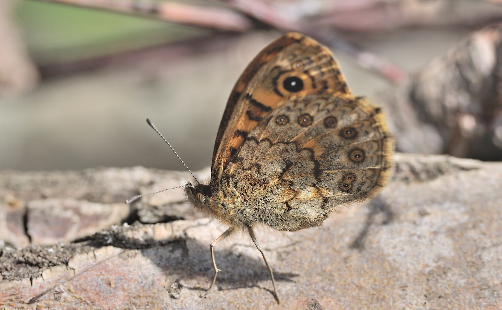 photo B068076, © Adriaan van Os, Coustouges 01-05-2022, altitudo 800 m, ♀ Lasiommata megera