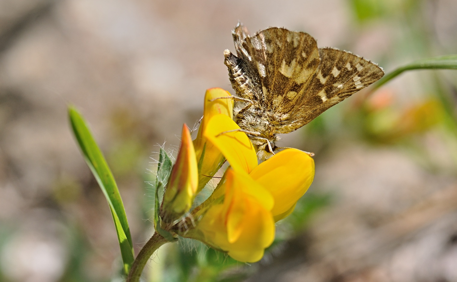 Foto B068561, © Adriaan van Os, Coustouges 10-05-2022, Hhe 800 m, Pyrgus malvoides