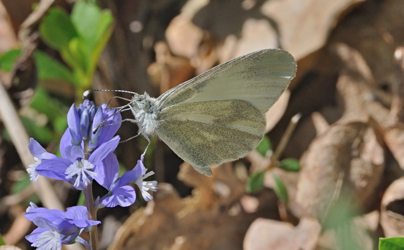 foto B068575, © Adriaan van Os, Coustouges 10-05-2022, hoogte 800 m, Leptidea sinapis