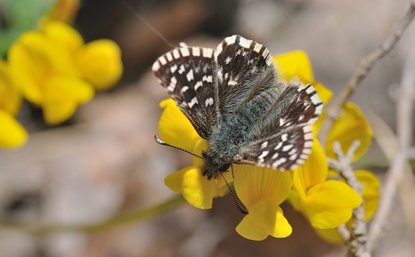 foto B068600, © Adriaan van Os, Coustouges 10-05-2022, hoogte 800 m, Pyrgus malvoides