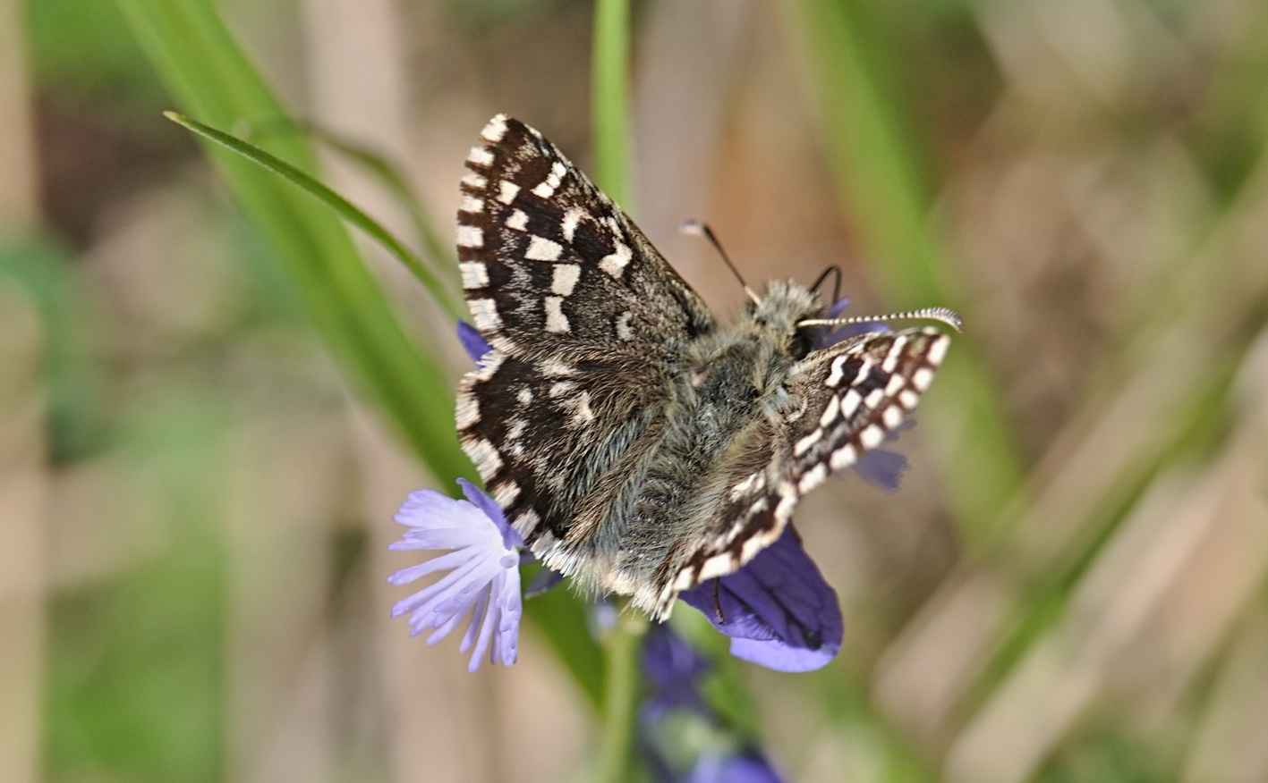 Foto B068619, © Adriaan van Os, Coustouges 11-05-2022, Hhe 800 m, Pyrgus malvoides