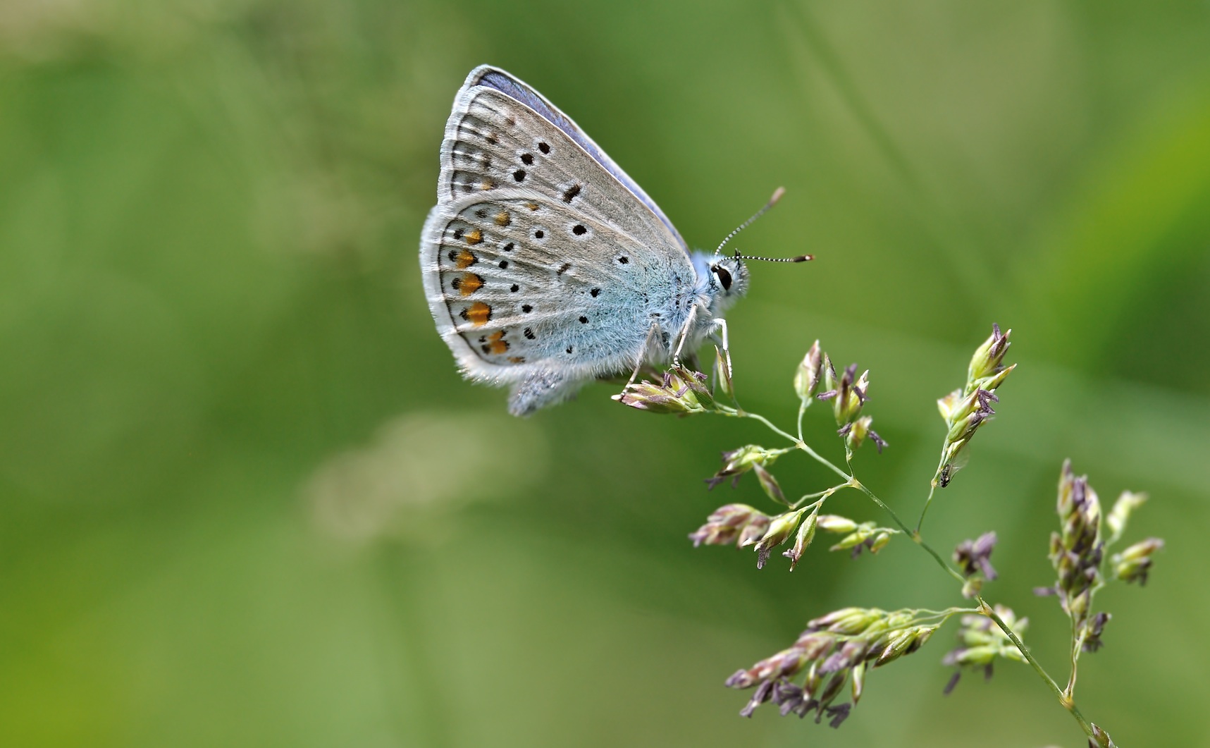 Foto B068774, © Adriaan van Os, Coustouges 15-05-2022, Hhe 820 m, ♂ Polyommatus icarus