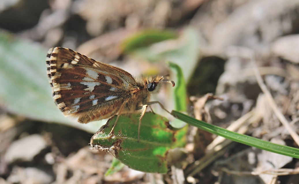 foto B068787, © Adriaan van Os, Coustouges 15-05-2022, altitud 800 m, Pyrgus malvoides