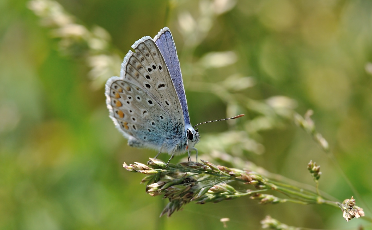 foto B068896, © Adriaan van Os, Coustouges 19-05-2022, altitud 820 m, Polyommatus icarus