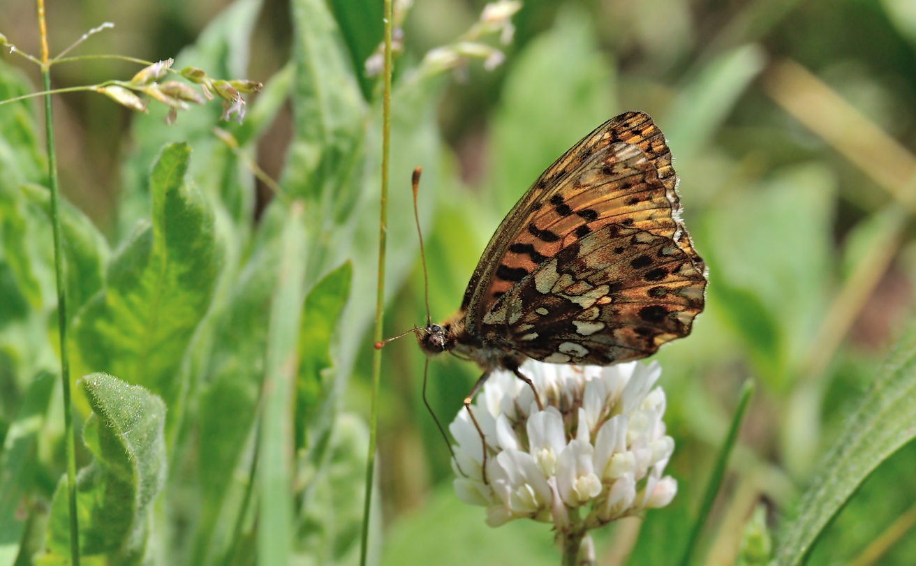 foto B068908, © Adriaan van Os, Coustouges 19-05-2022, hoogte 820 m, Boloria dia