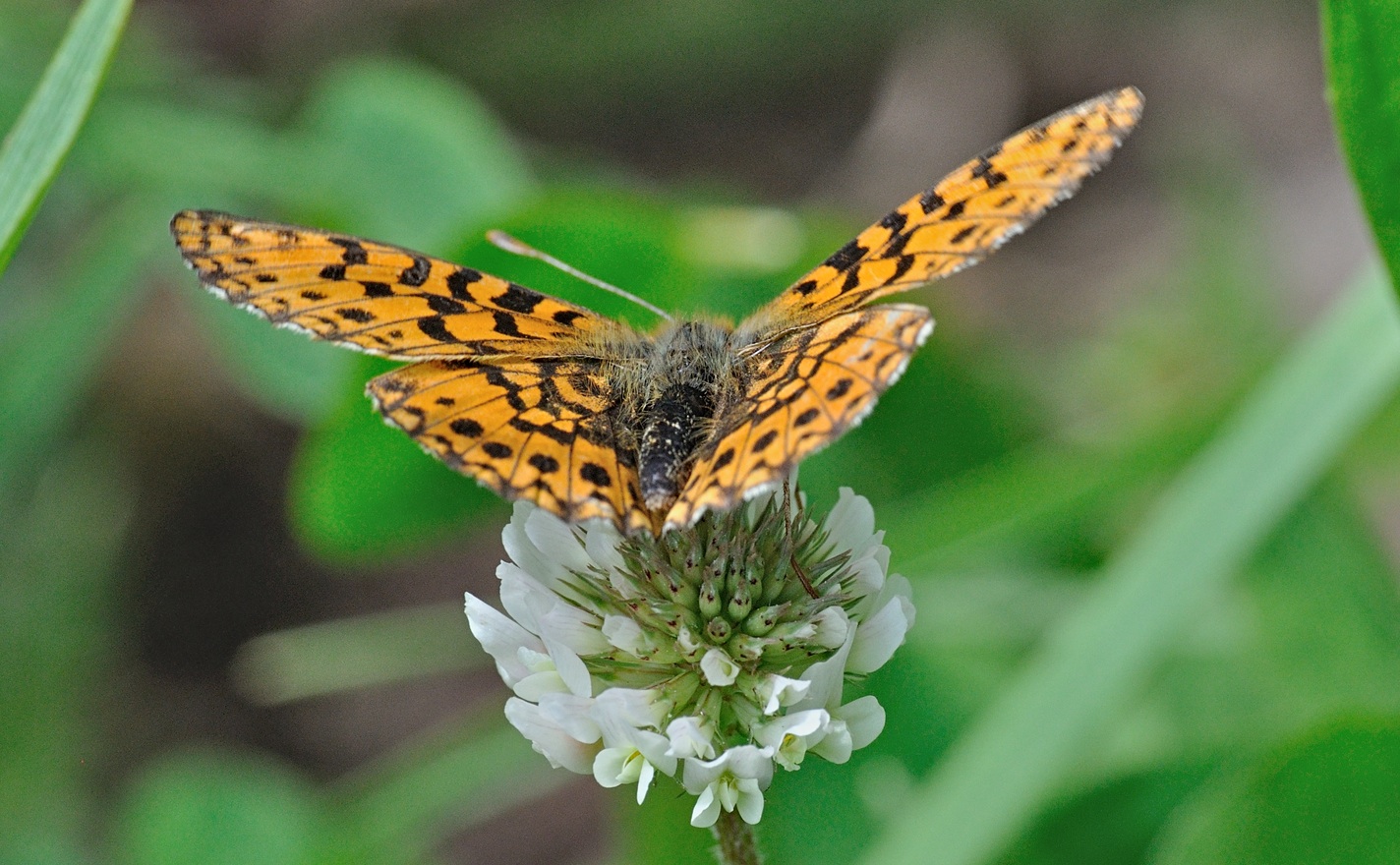 foto B068923, © Adriaan van Os, Coustouges 19-05-2022, hoogte 820 m, Boloria dia