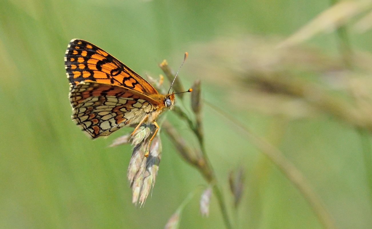 foto B069017, © Adriaan van Os, Coustouges 21-05-2022, altitud 810 m, Melitaea deione