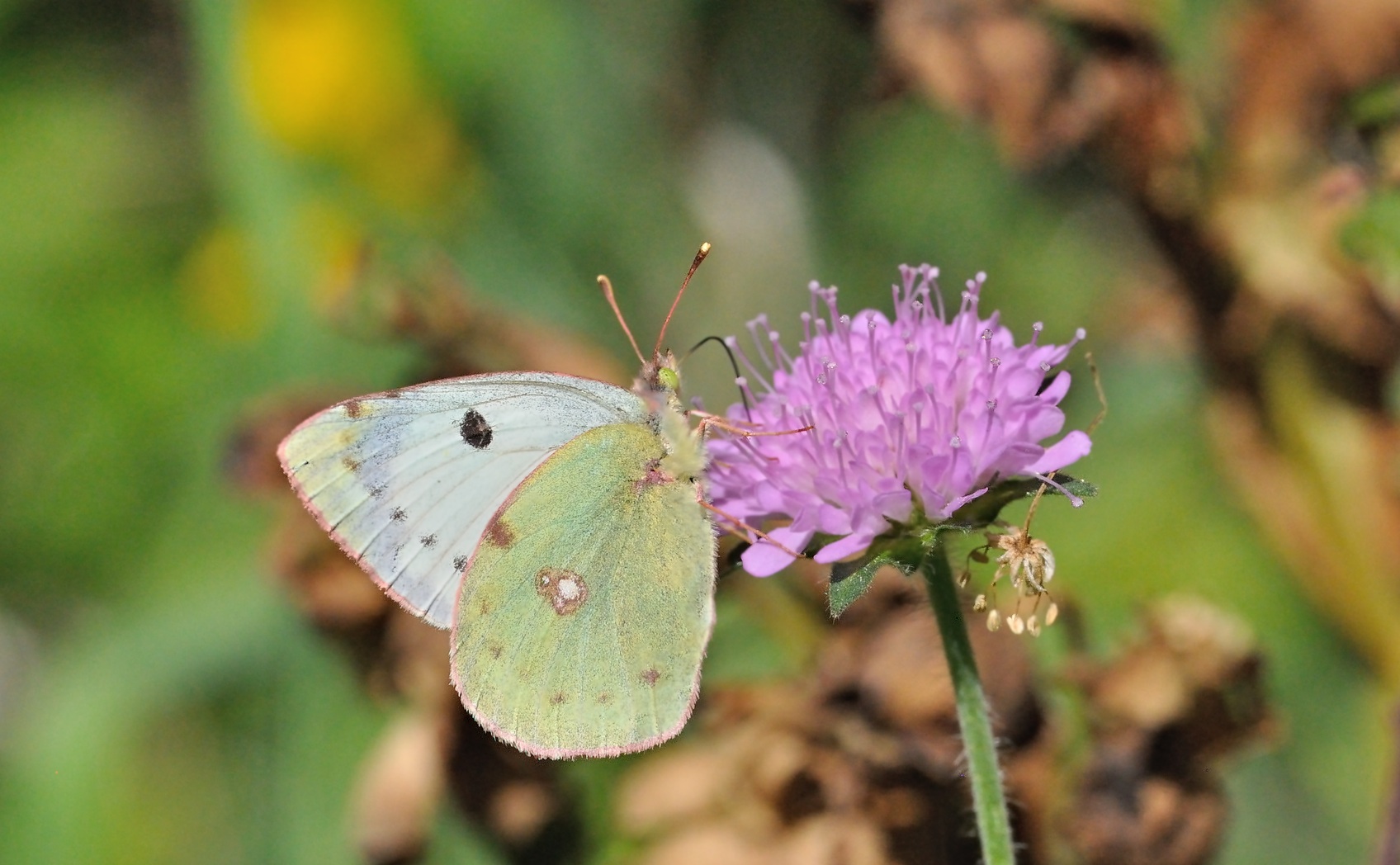 photo B069106, © Adriaan van Os, Coustouges 21-05-2022, altitudo 810 m, ♀ Colias alfacariensis