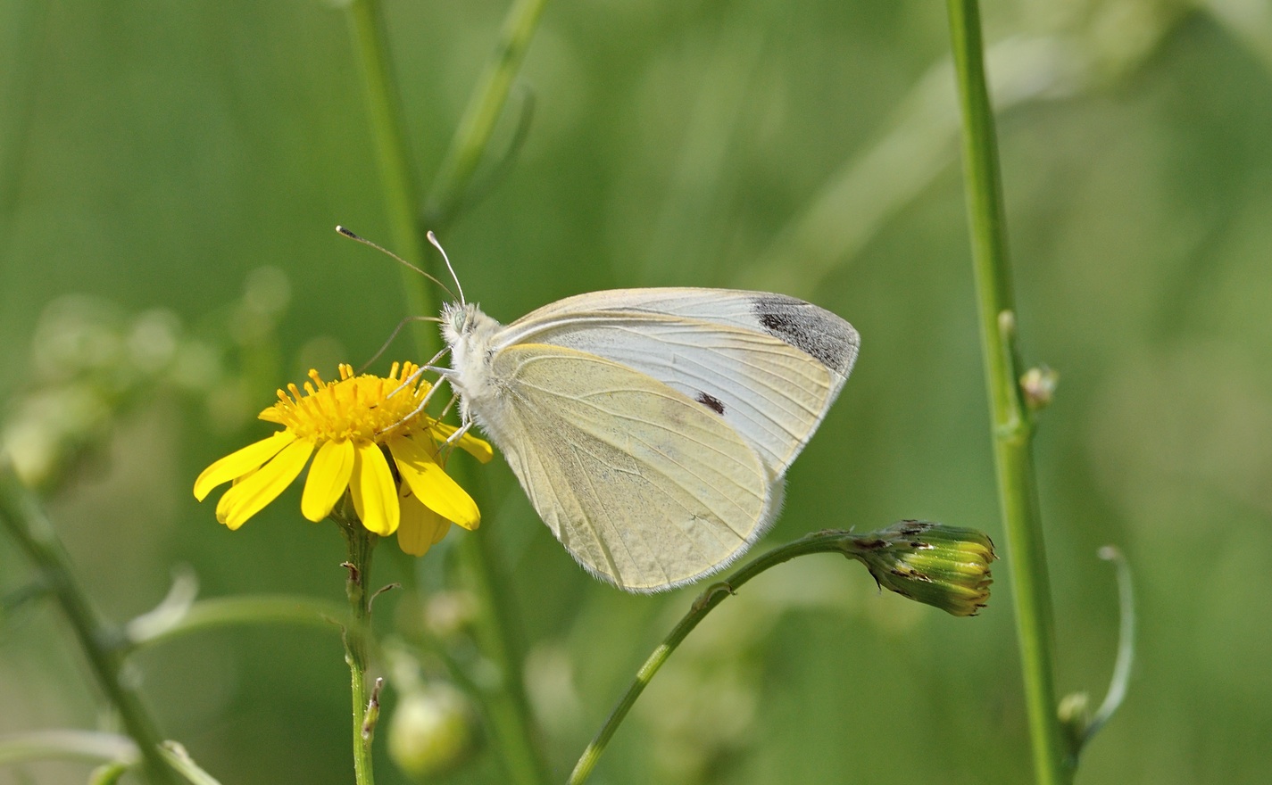 Foto B069238, © Adriaan van Os, Coustouges 22-05-2022, Hhe 820 m, Pieris rapae