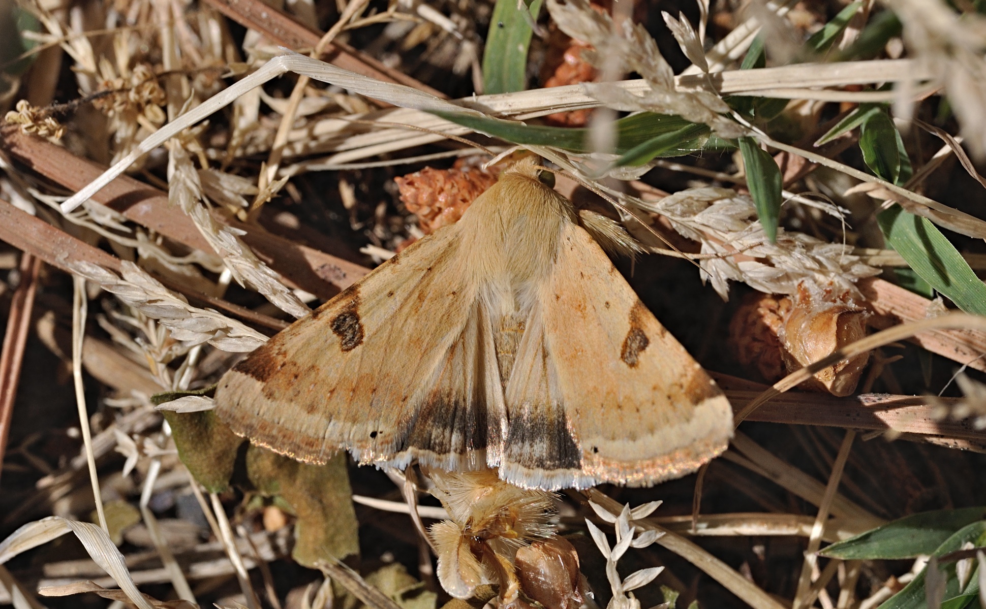 Foto B069254, © Adriaan van Os, Coustouges 28-05-2022, Hhe 820 m, Heliothis peltigera