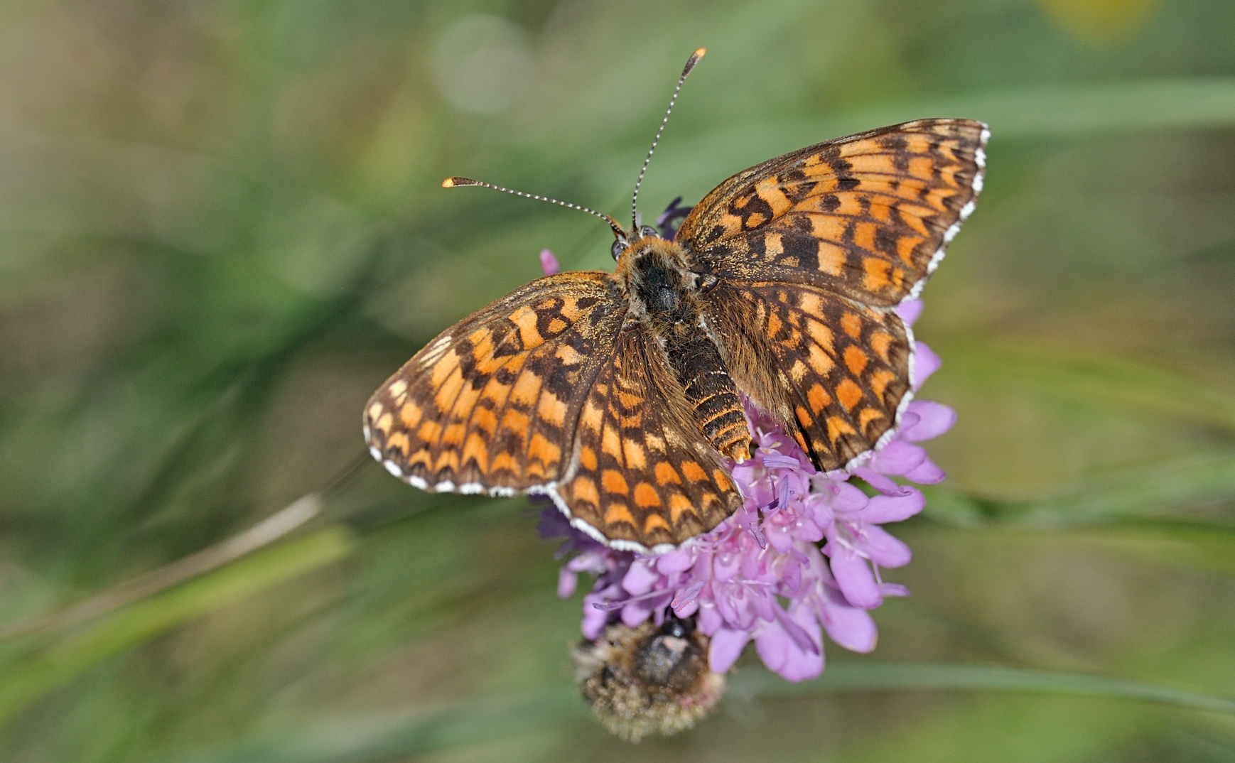 Foto B069270, © Adriaan van Os, Coustouges 28-05-2022, Hhe 820 m, Melitaea phoebe