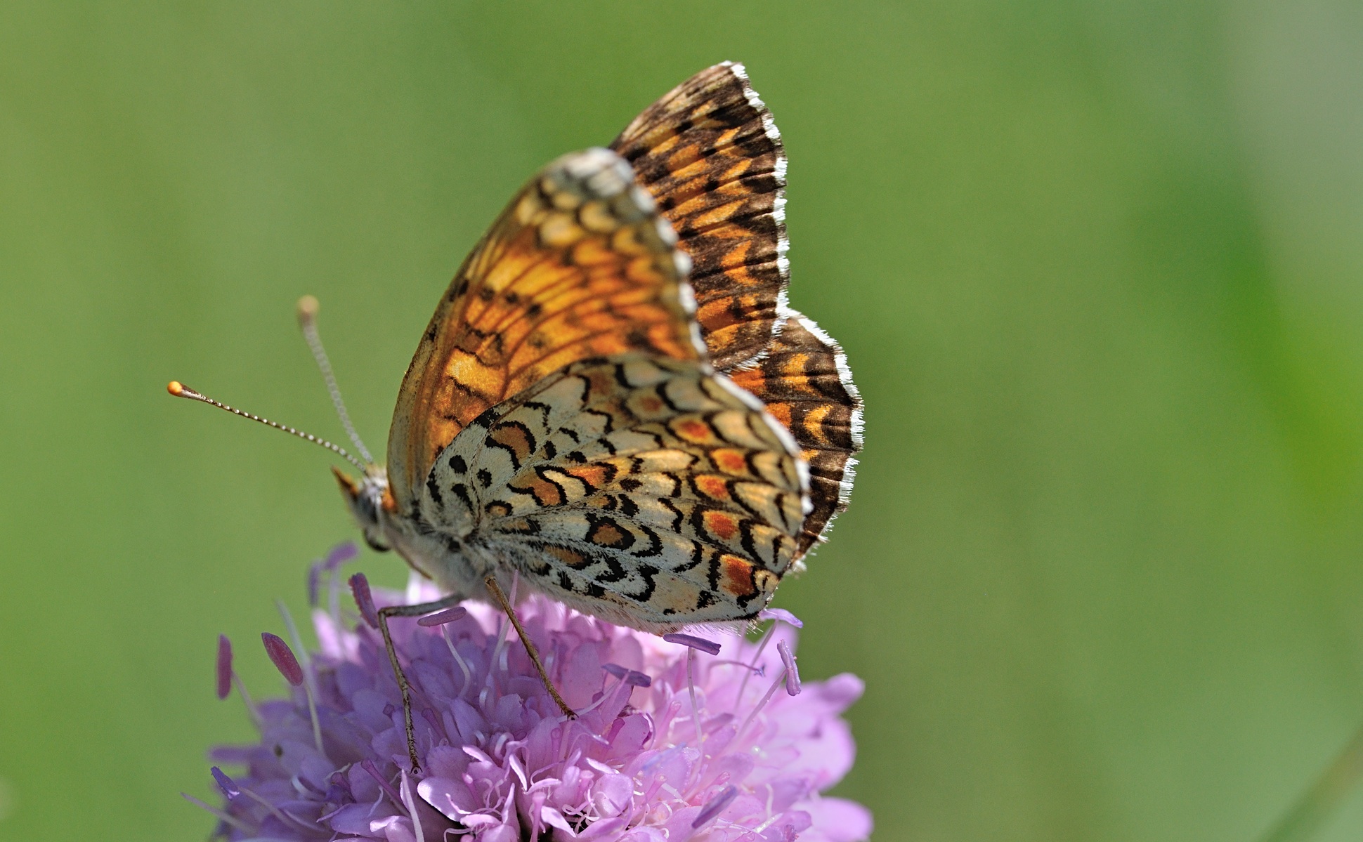 photo B069274, © Adriaan van Os, Coustouges 28-05-2022, altitude 820 m, Melitaea phoebe