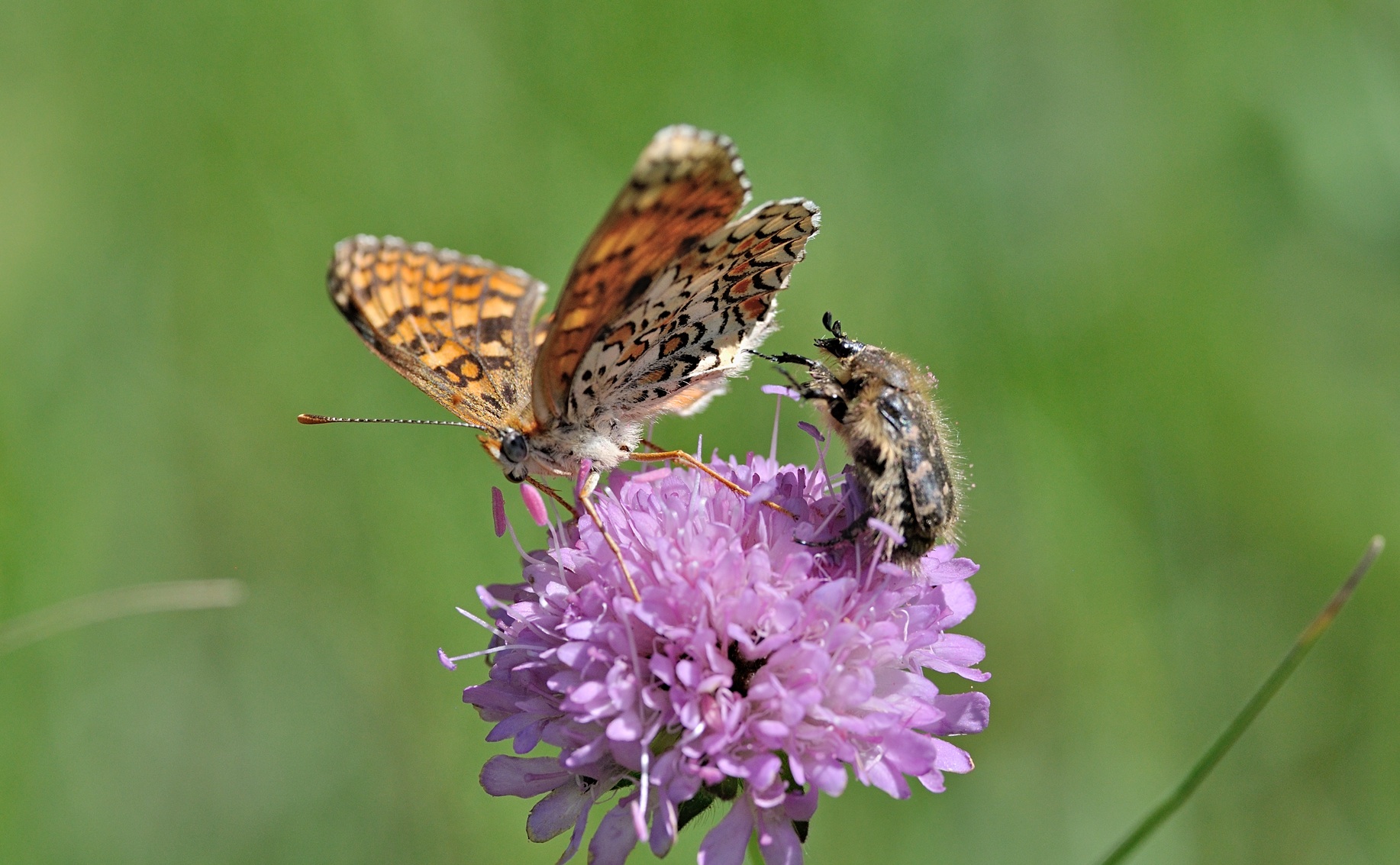 Foto B069281, © Adriaan van Os, Coustouges 28-05-2022, Hhe 820 m, Melitaea phoebe