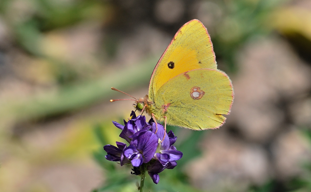 photo B069458, © Adriaan van Os, Coustouges 28-05-2022, altitudo 820 m, Colias croceus