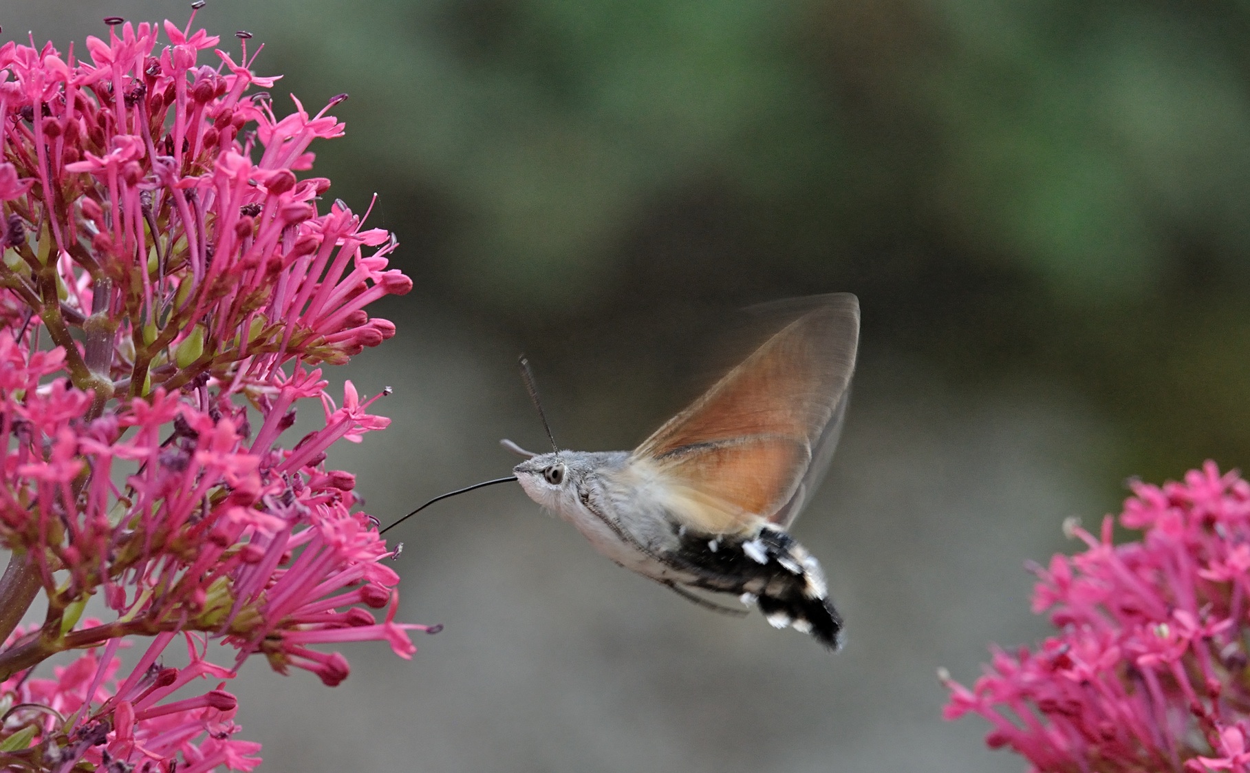 photo B069472, © Adriaan van Os, Coustouges 28-05-2022, altitude 820 m, Macroglossum stellatarum